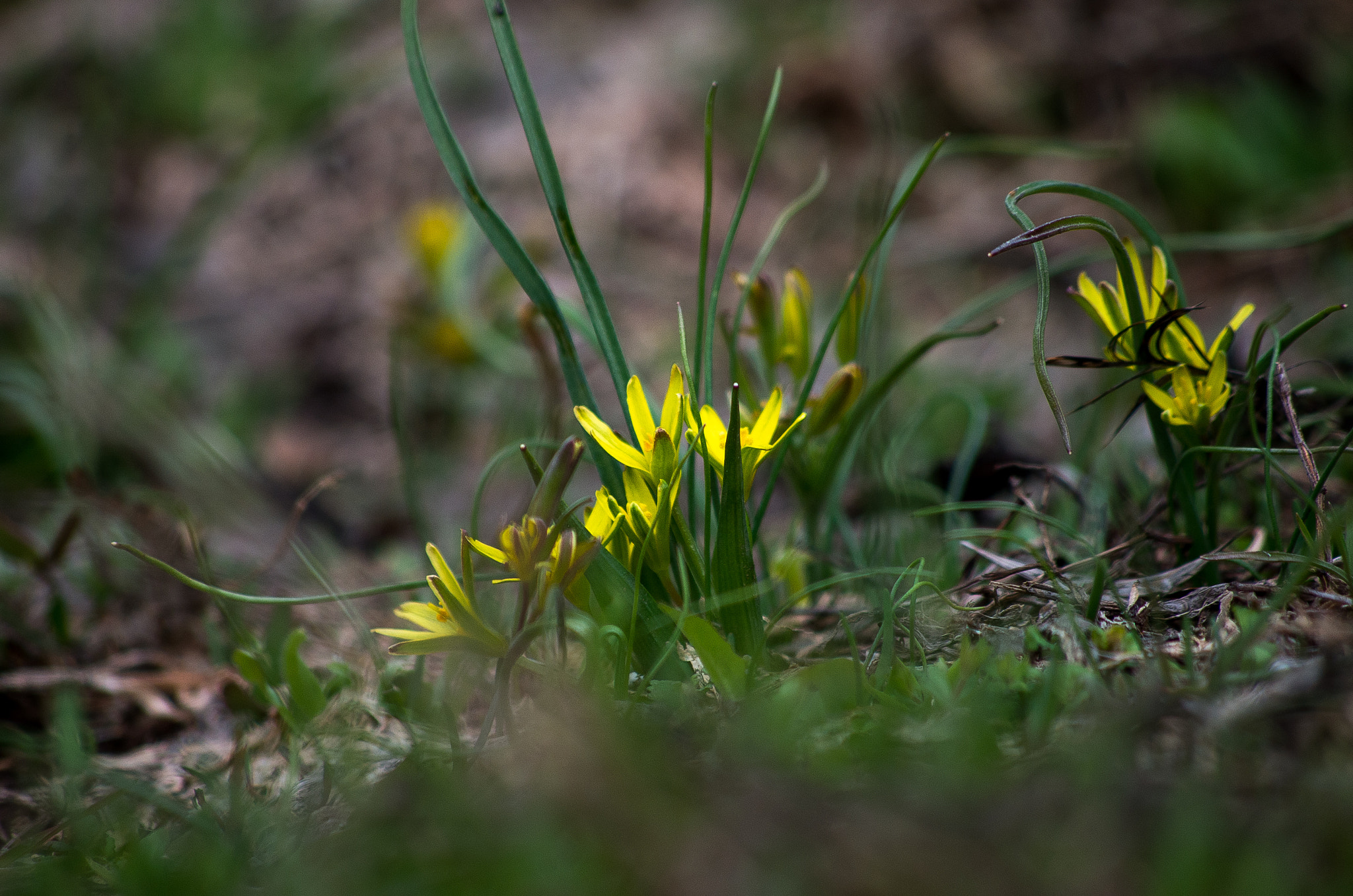 HD Pentax DA 55-300mm F4.0-5.8 ED WR sample photo. Spring flower photography