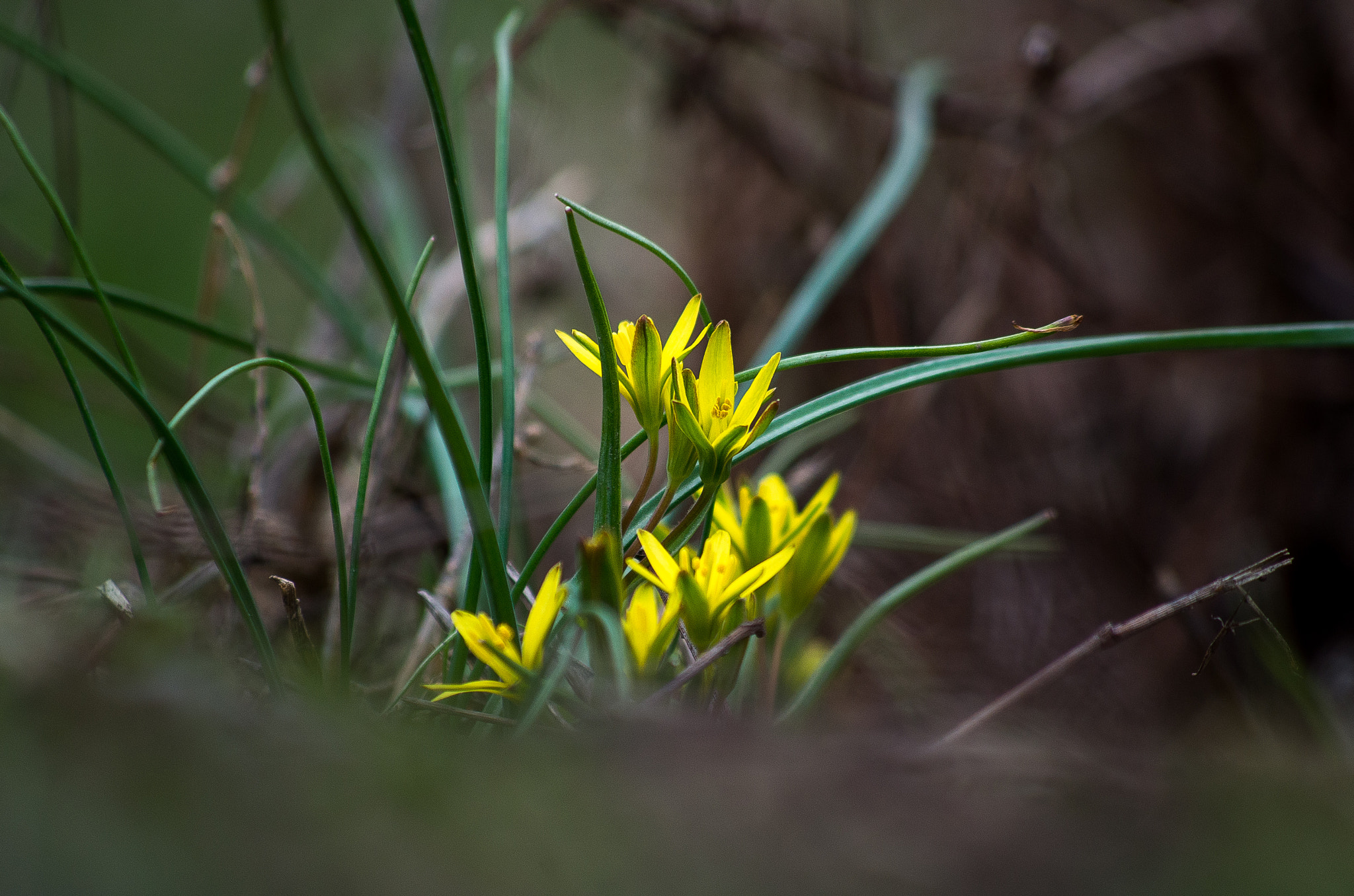 Pentax K-30 + HD Pentax DA 55-300mm F4.0-5.8 ED WR sample photo. Spring flower photography