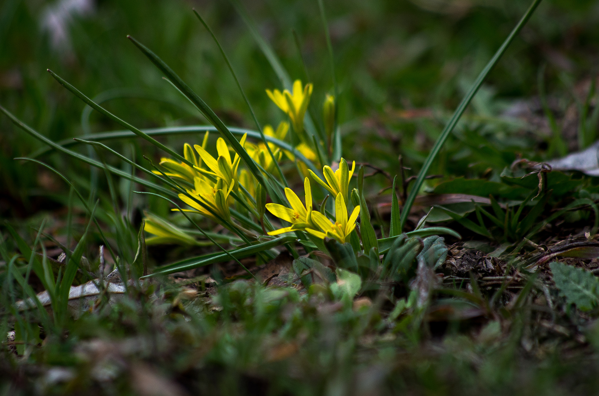 HD Pentax DA 55-300mm F4.0-5.8 ED WR sample photo. Spring flower photography