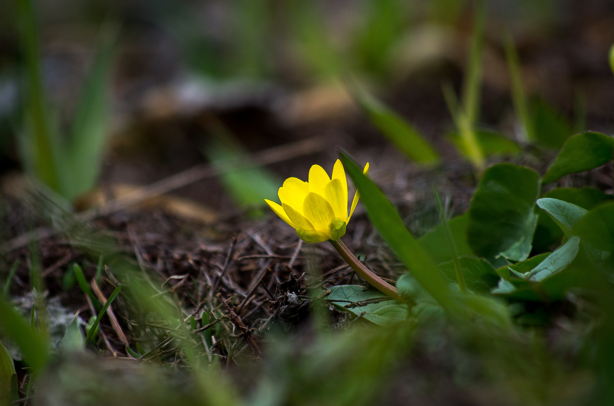 Pentax K-30 sample photo. Spring flower photography