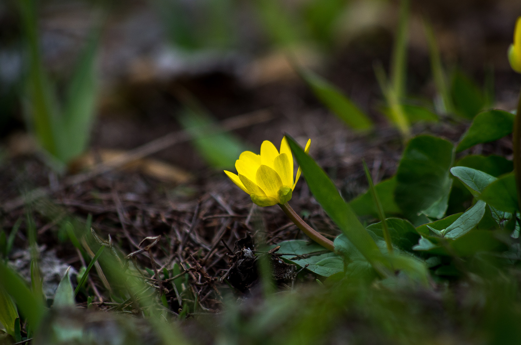 HD Pentax DA 55-300mm F4.0-5.8 ED WR sample photo. Spring flower photography
