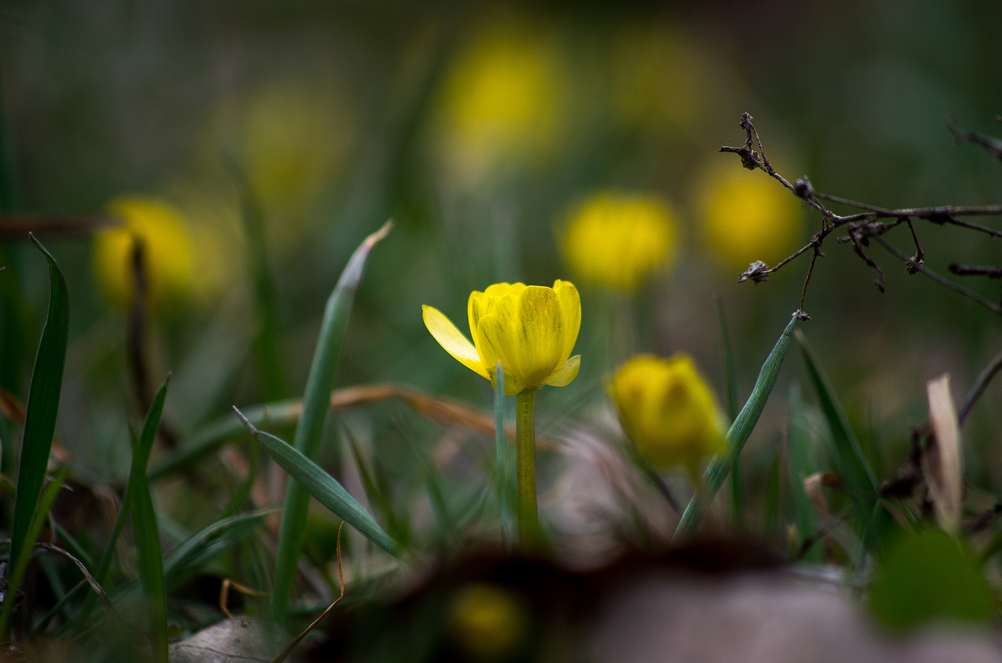 Pentax K-30 + HD Pentax DA 55-300mm F4.0-5.8 ED WR sample photo. Spring flower photography