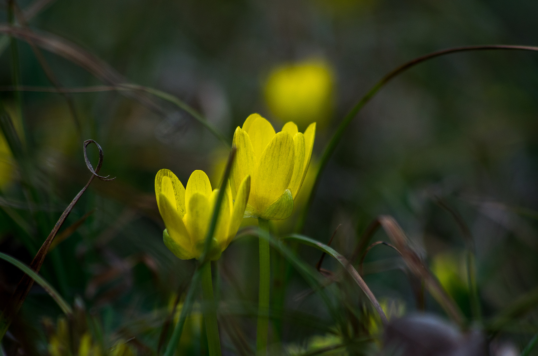 HD Pentax DA 55-300mm F4.0-5.8 ED WR sample photo. Spring flower photography