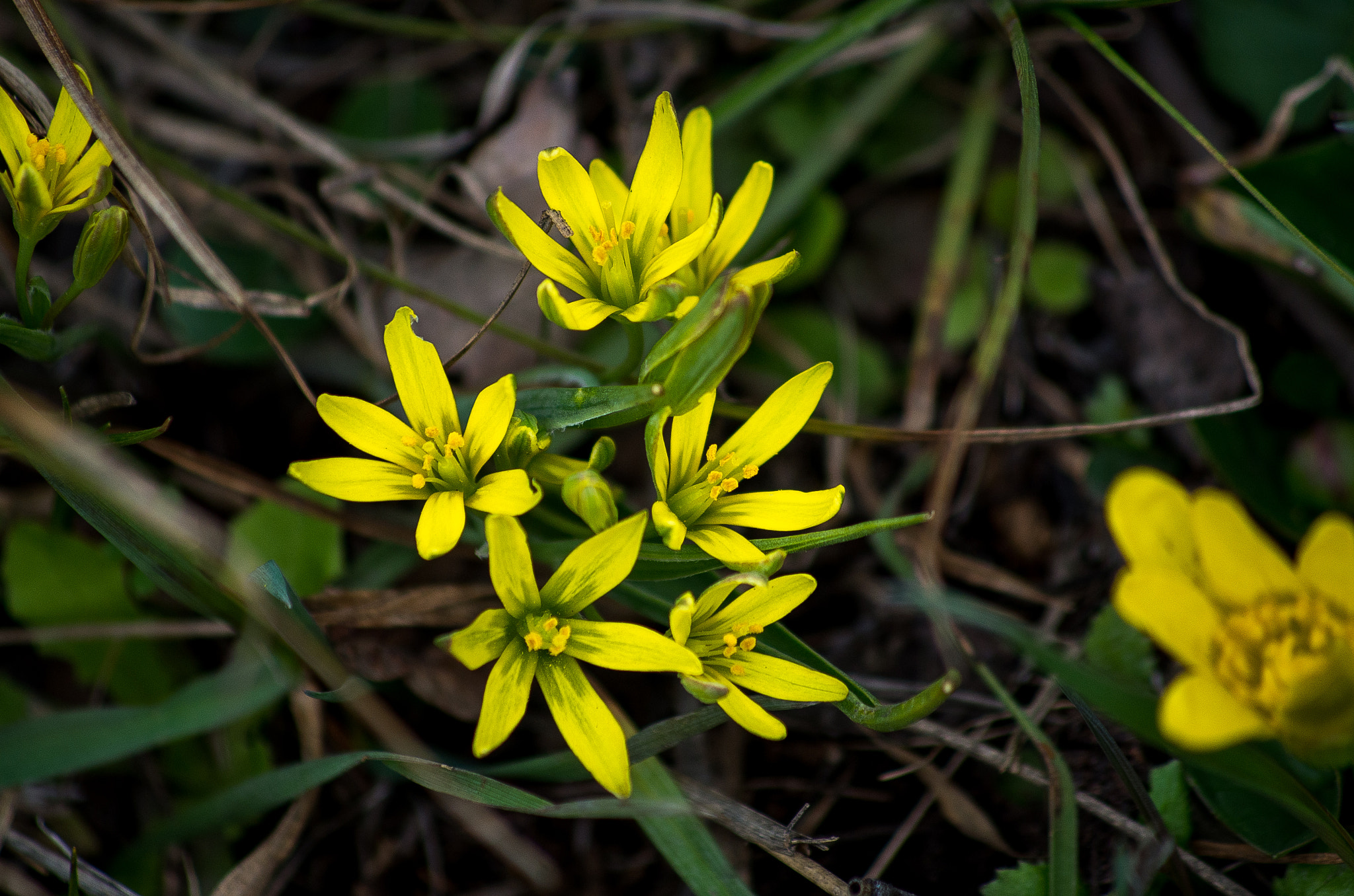 Pentax K-30 + HD Pentax DA 55-300mm F4.0-5.8 ED WR sample photo. Spring flower photography