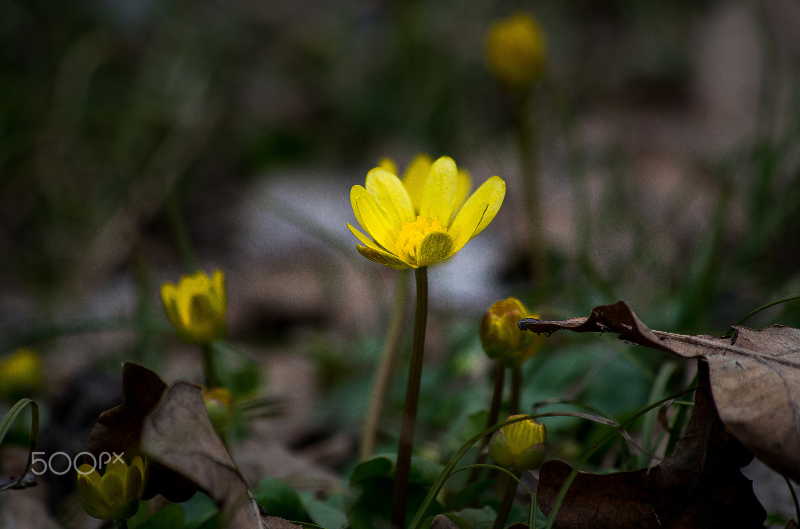Pentax K-30 sample photo. Spring flower photography