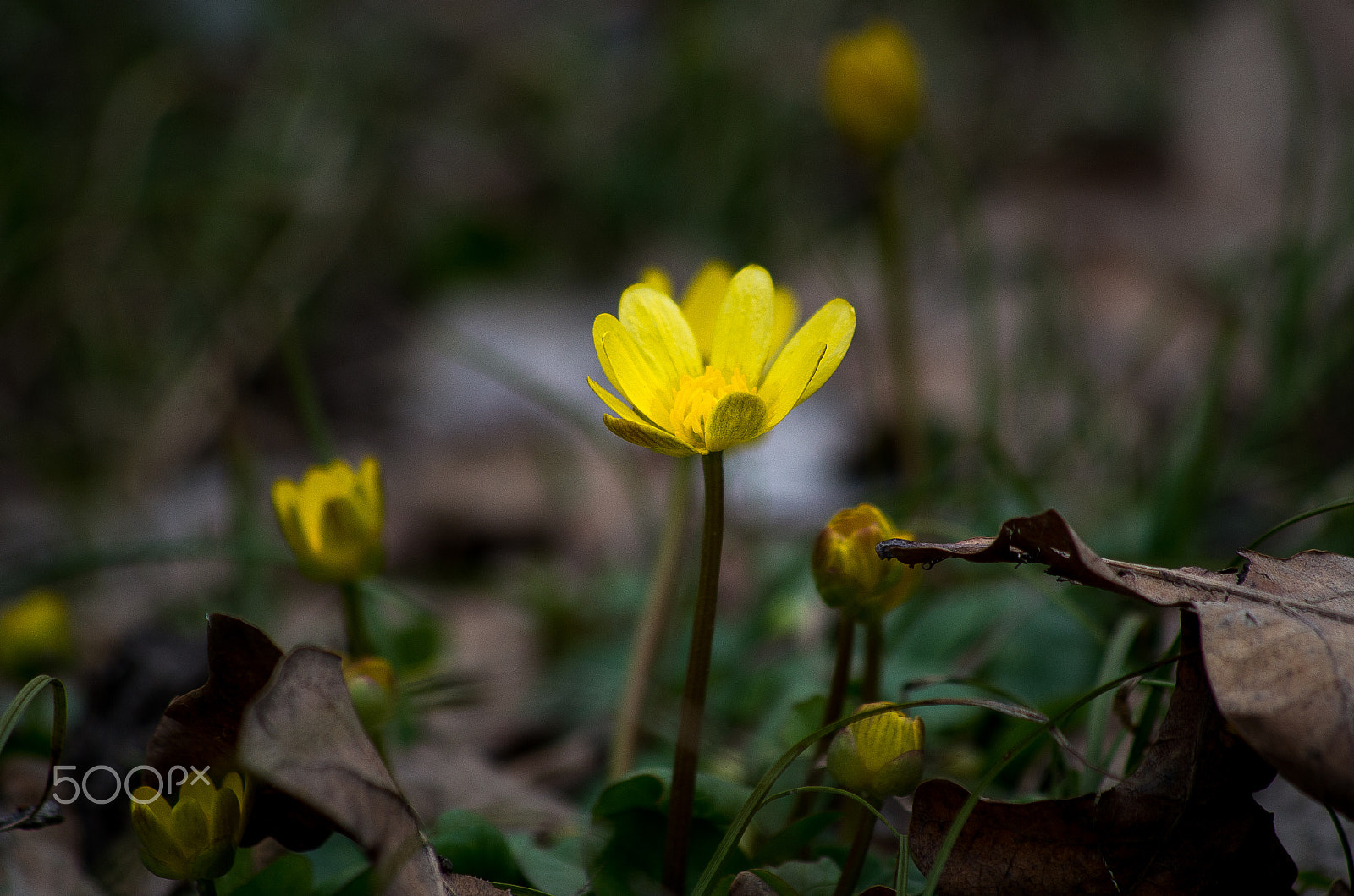 HD Pentax DA 55-300mm F4.0-5.8 ED WR sample photo. Spring flower photography
