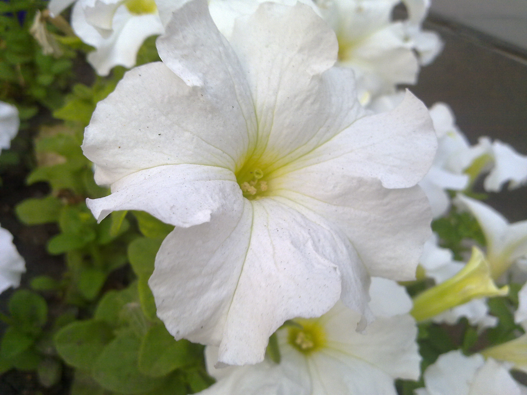 Nokia N97 sample photo. White flower photography