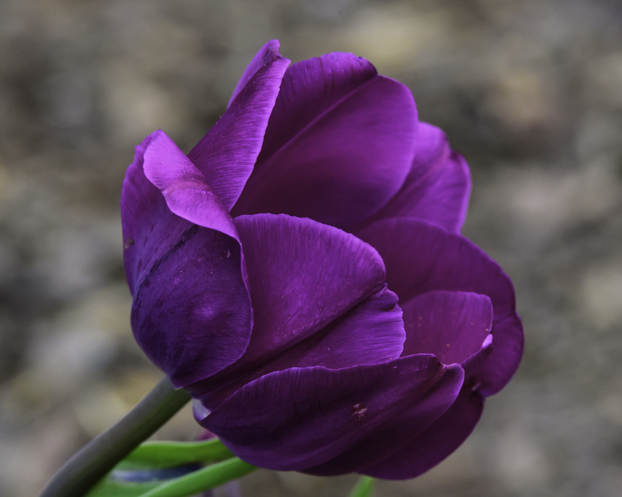 Nikon D750 + Sigma 50mm F2.8 EX DG Macro sample photo. Deep purple winter tulip photography