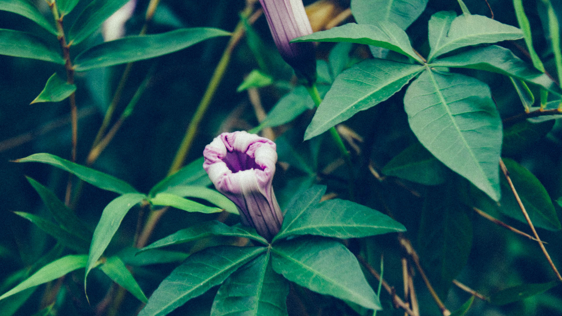 Nikon D7200 sample photo. Flower photography