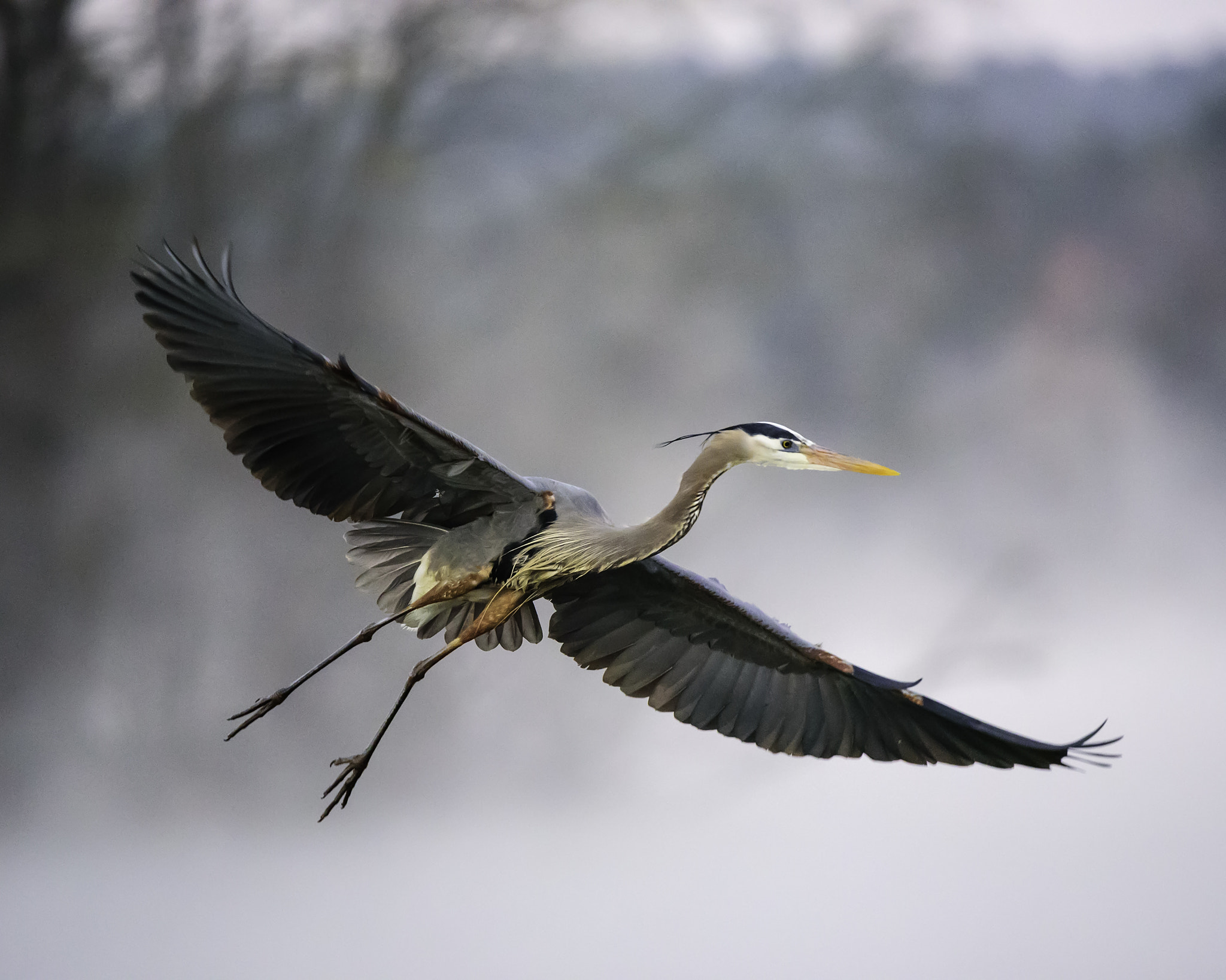 Nikon D750 sample photo. Predawn great blue heron on a misty morning photography