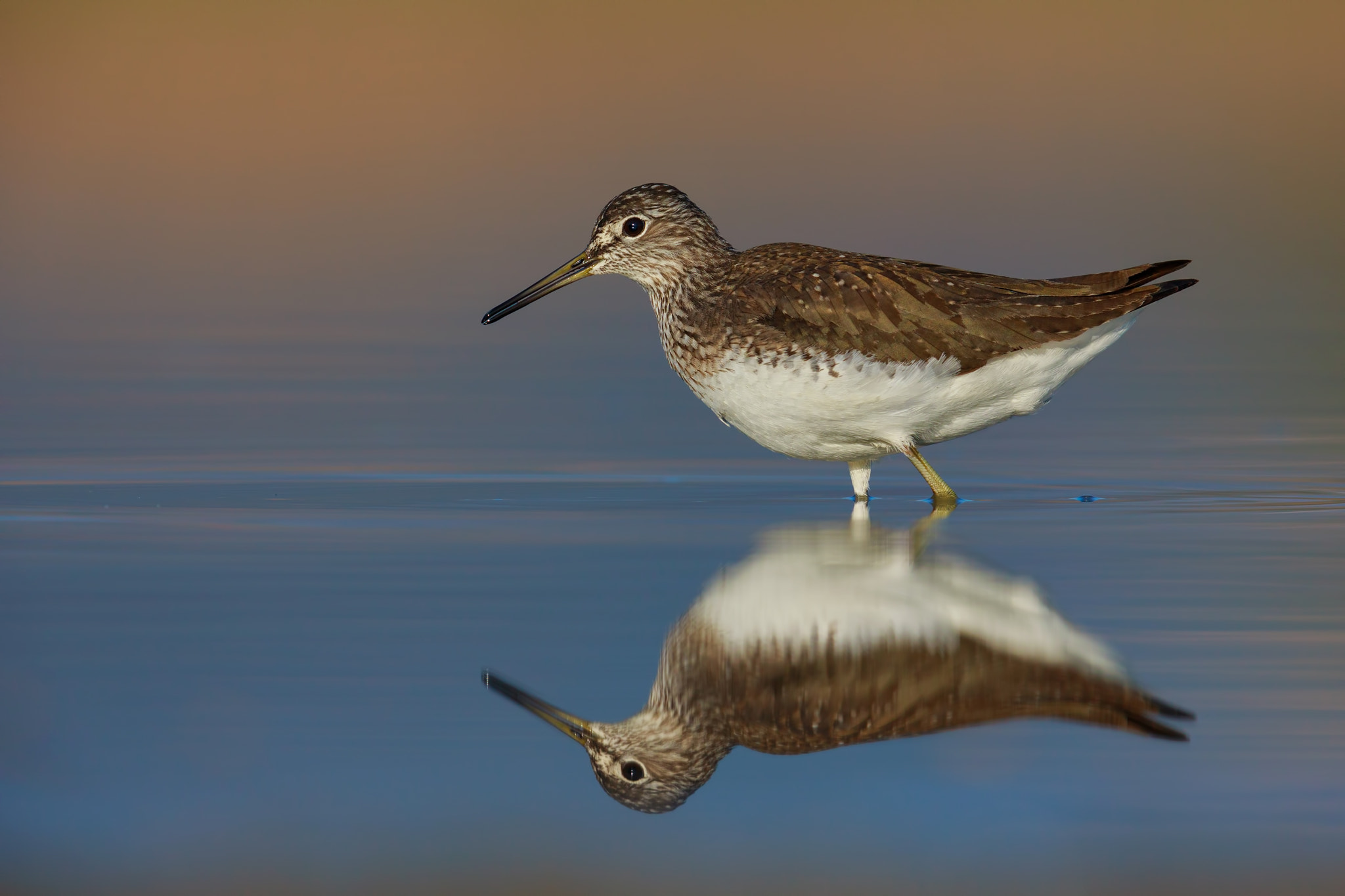 Canon EF 600mm F4L IS II USM sample photo. Green sandpiper mirror photography