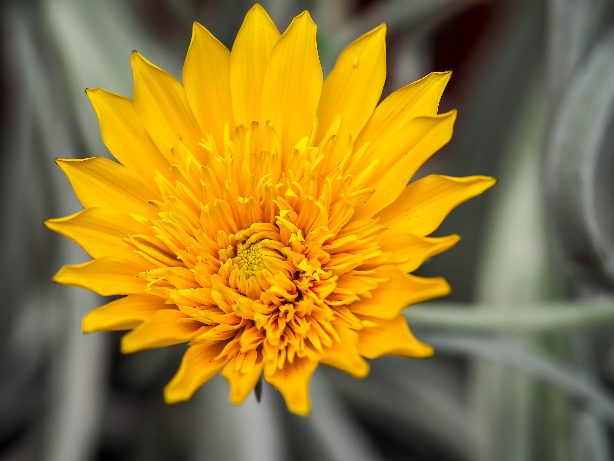 Olympus M.Zuiko Digital ED 60mm F2.8 Macro sample photo. Brighten up my day photography