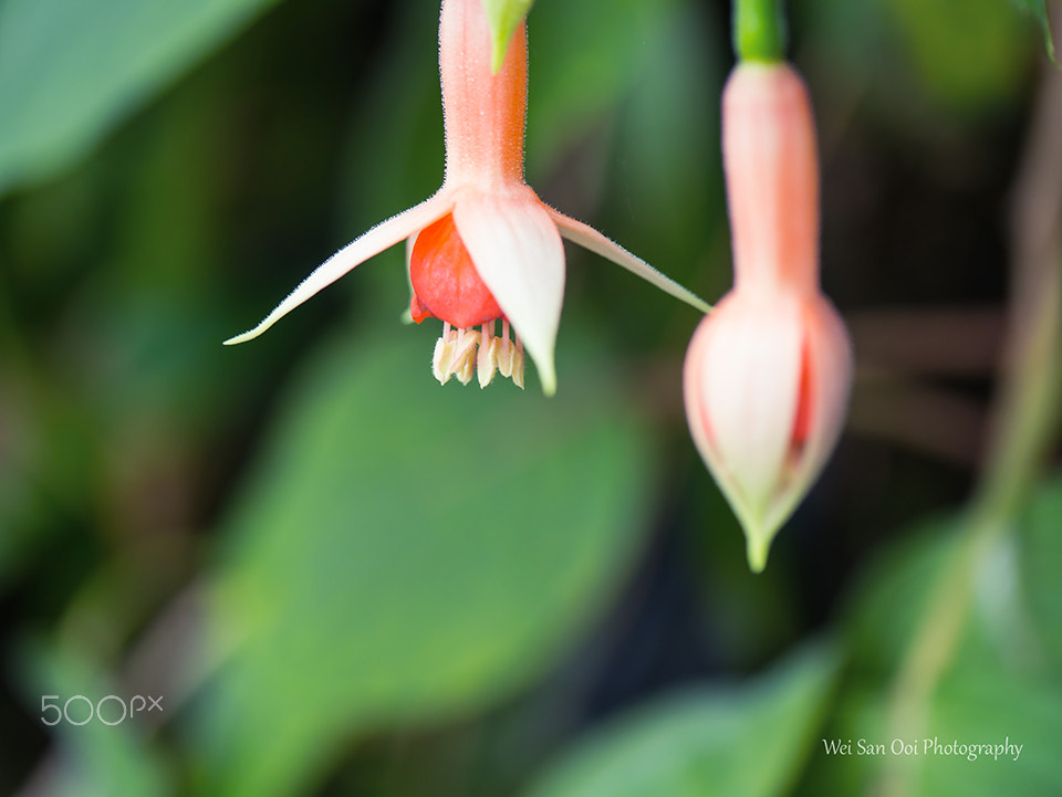 Panasonic Lumix DMC-GX7 sample photo. Summer garden 13 photography