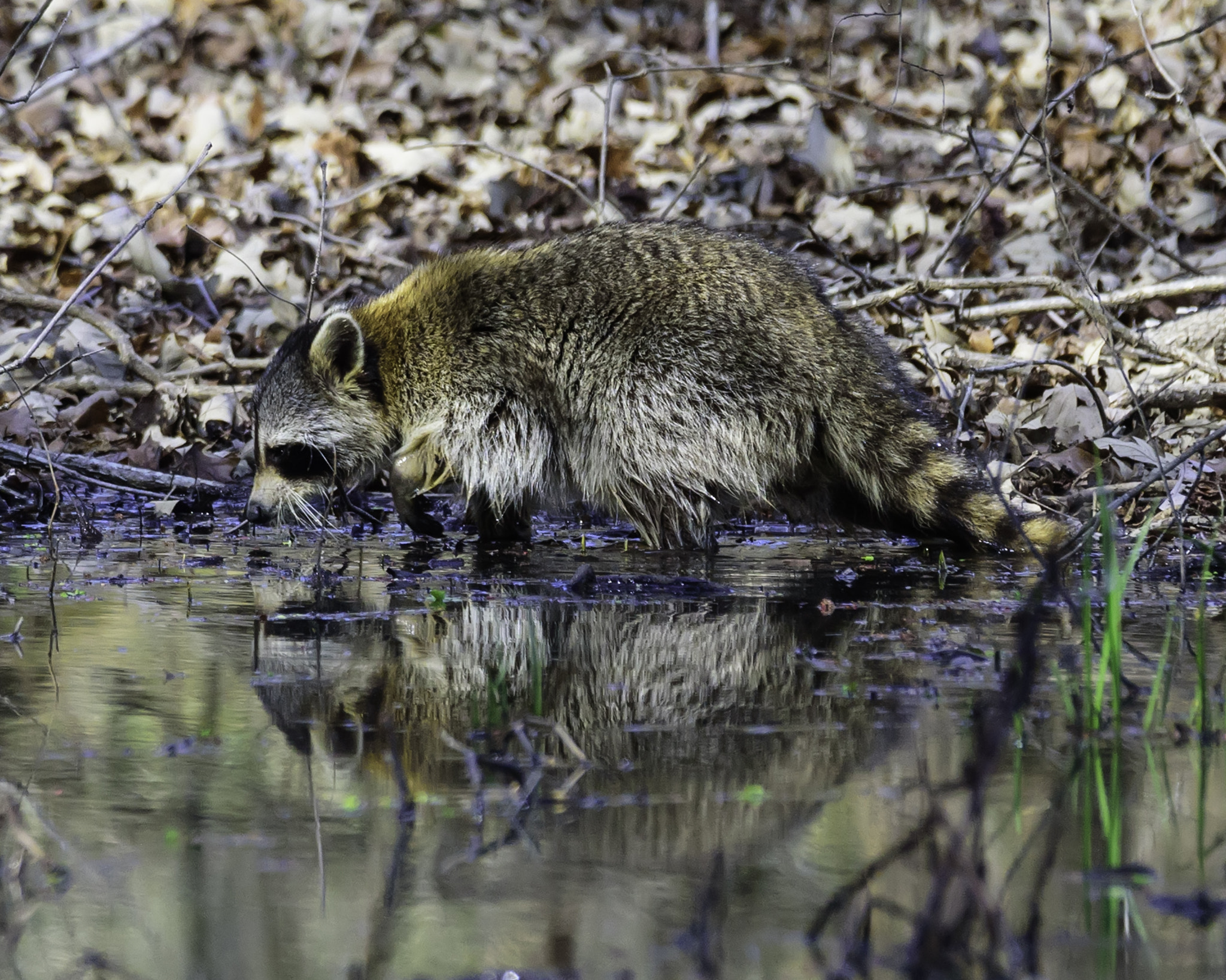 Nikon D750 + Sigma 50mm F2.8 EX DG Macro sample photo. A racoon and its reflection photography