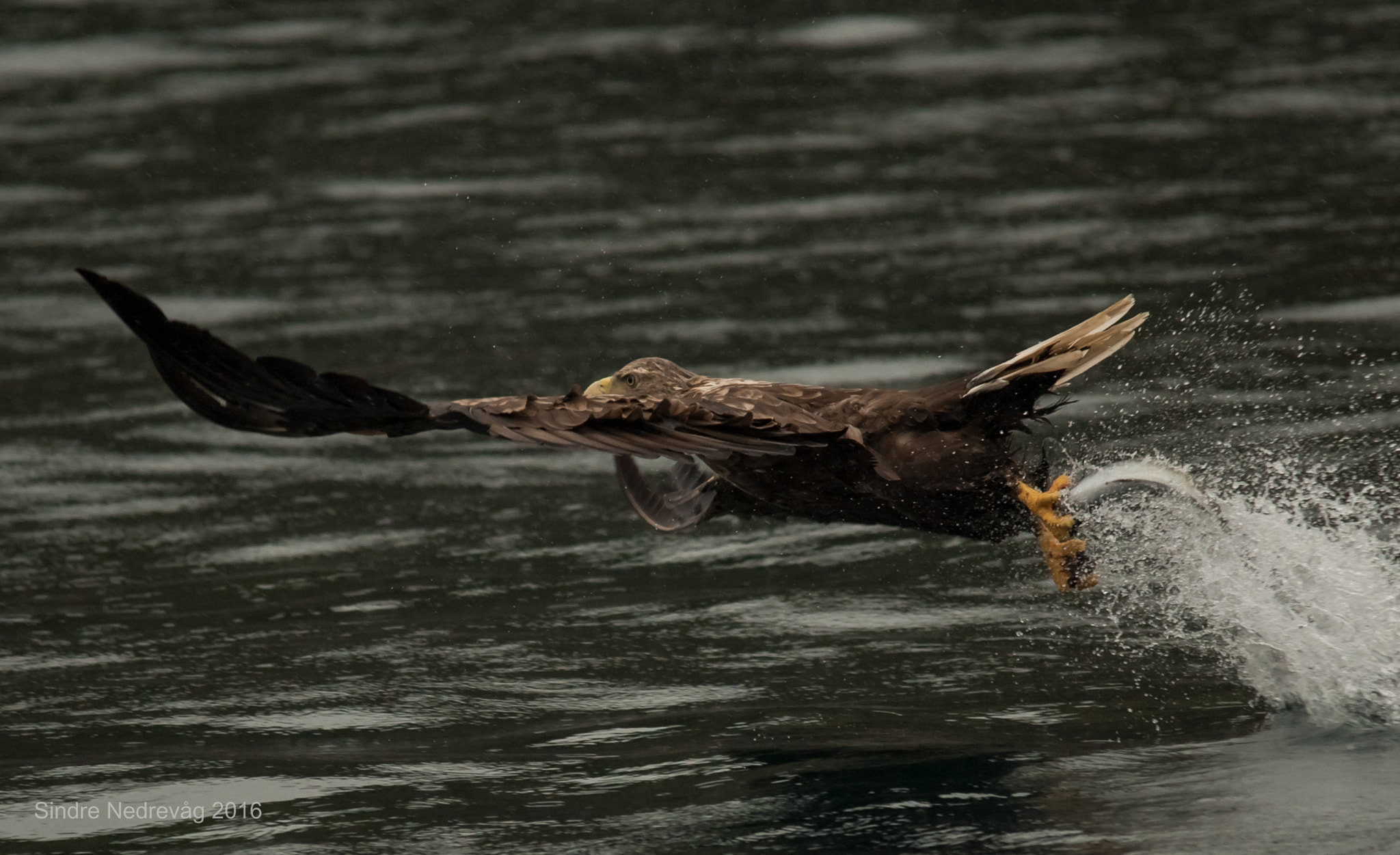 Nikon D700 + Sigma 150-500mm F5-6.3 DG OS HSM sample photo. Catch of the day ! photography