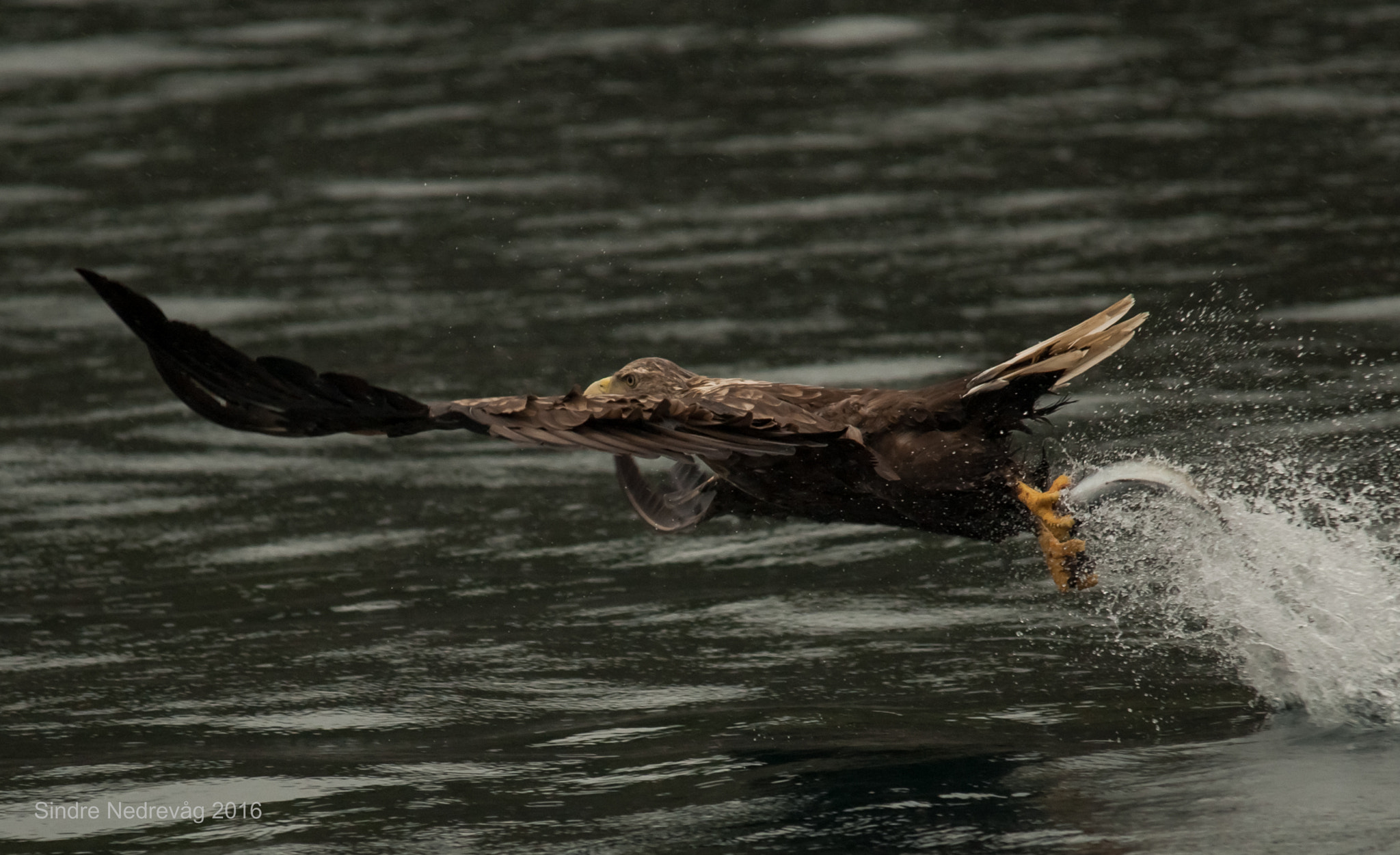 Sigma 150-500mm F5-6.3 DG OS HSM sample photo. Catch of the day ! photography