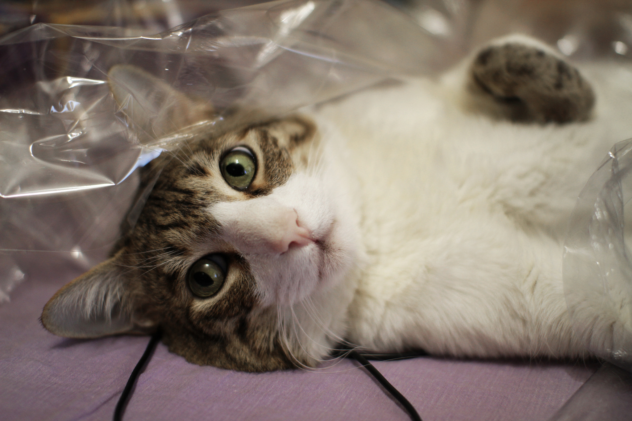 Canon EOS 7D + Sigma 30mm F1.4 EX DC HSM sample photo. Cats love plastic photography