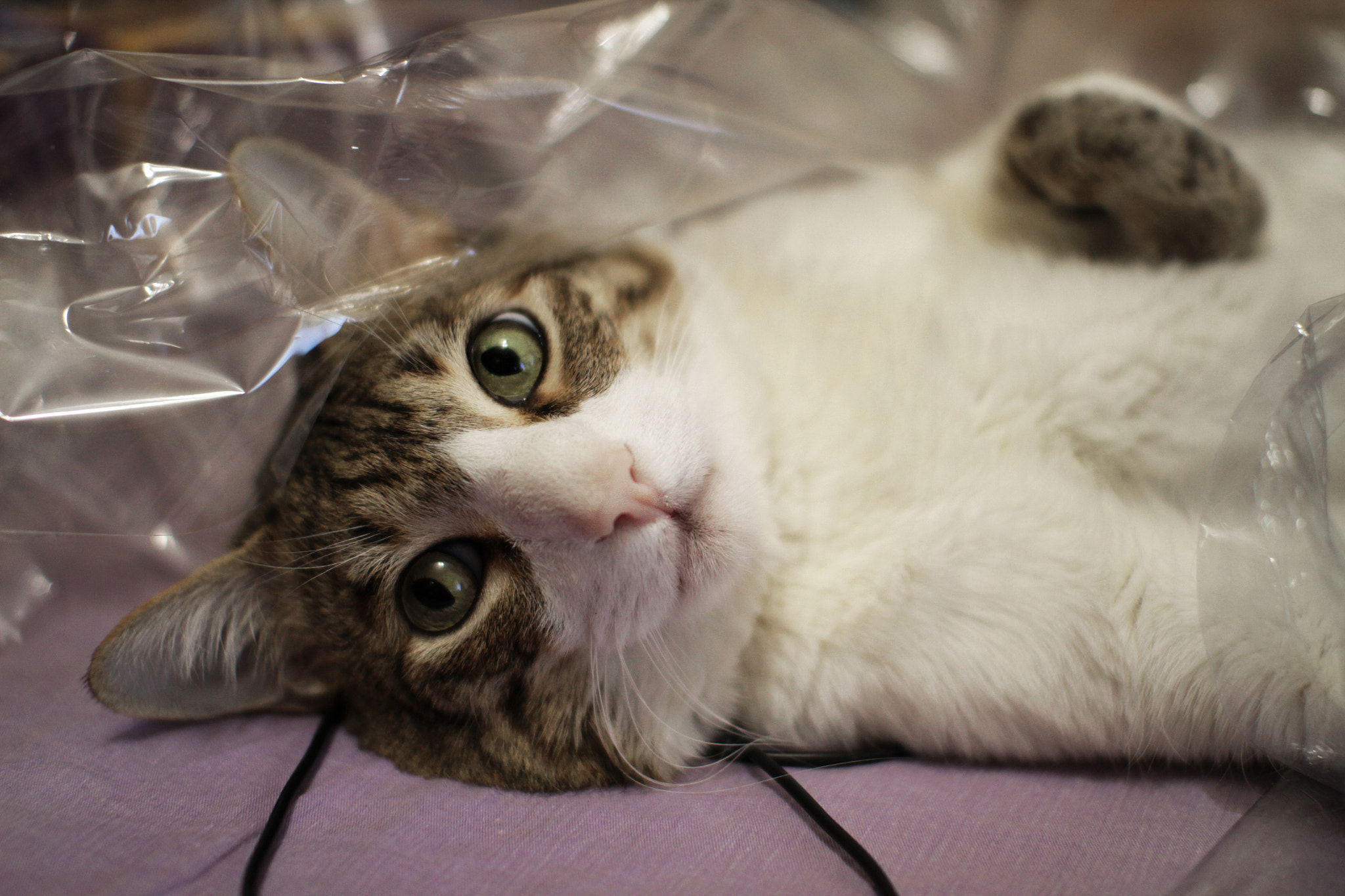 Sigma 30mm F1.4 EX DC HSM sample photo. Cats love plastic photography