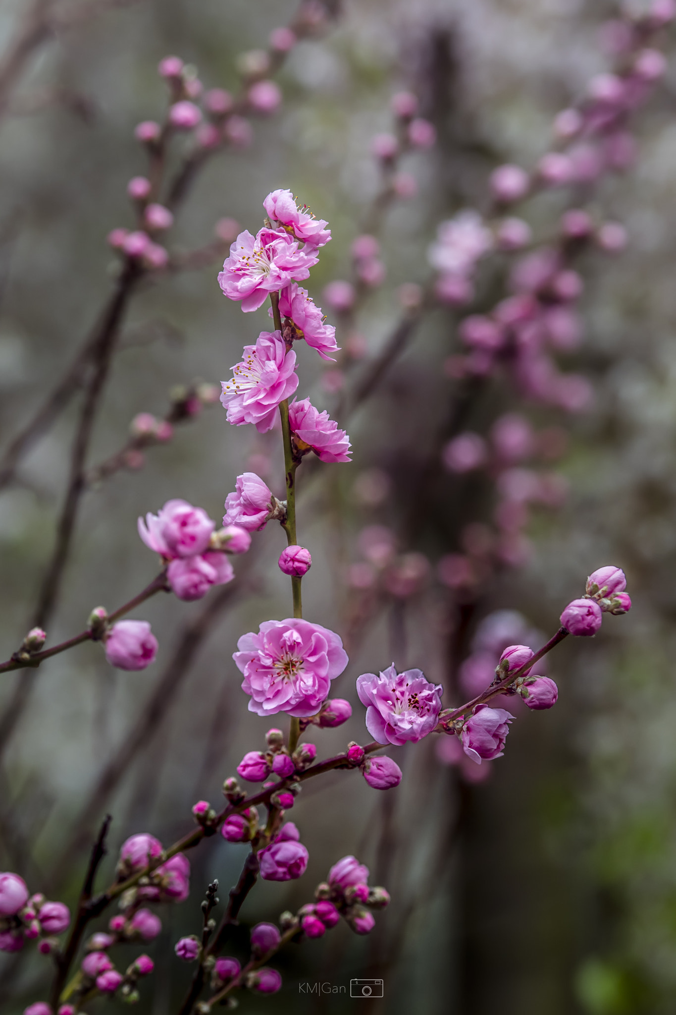 Nikon AF-S Nikkor 70-200mm F2.8G ED VR II sample photo. Sakura photography