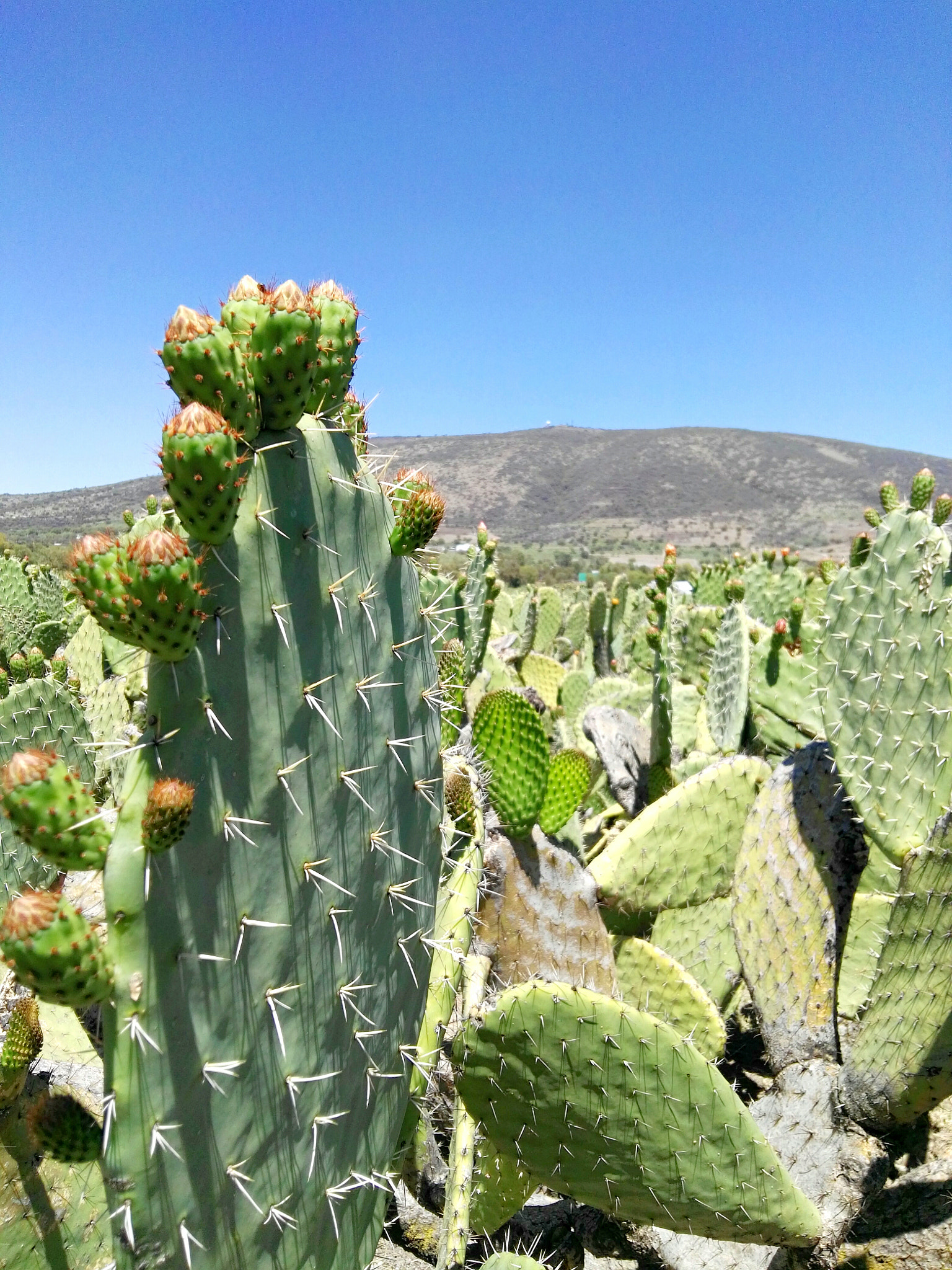 HUAWEI G8 sample photo. Nopal blooming  photography