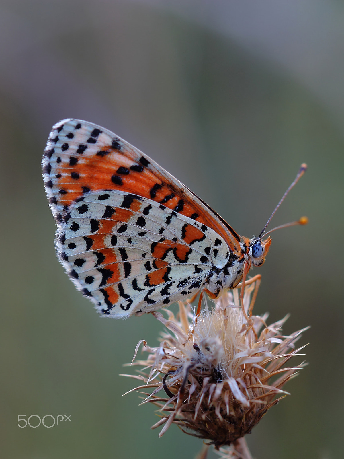Canon EF 100mm F2.8 Macro USM sample photo. Butterfly photography