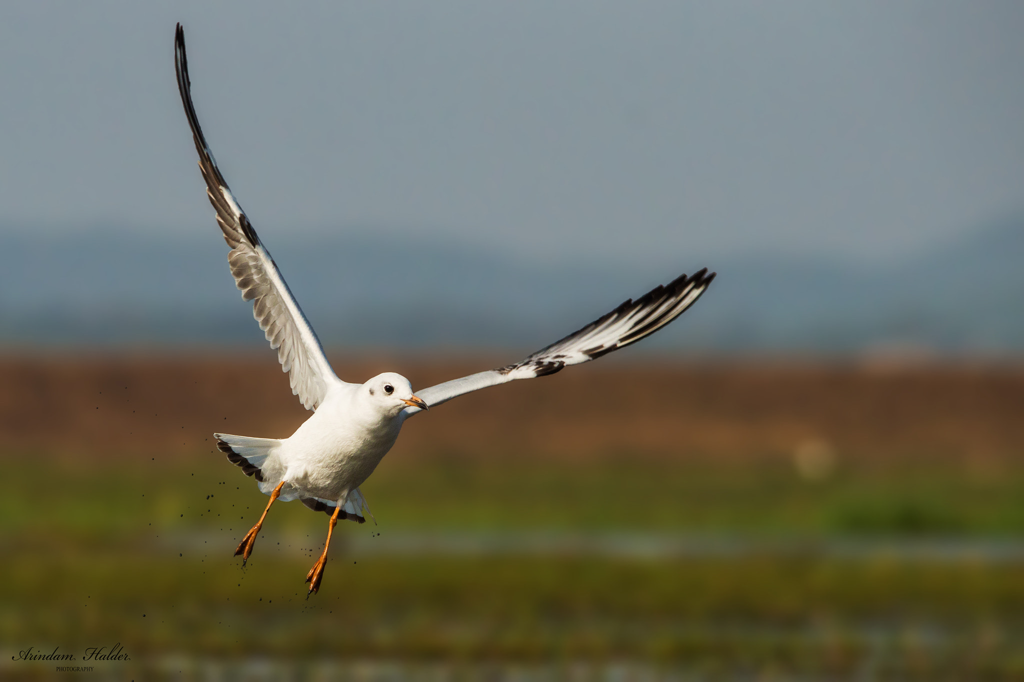 Nikon D3200 sample photo. Brown headed gull. photography