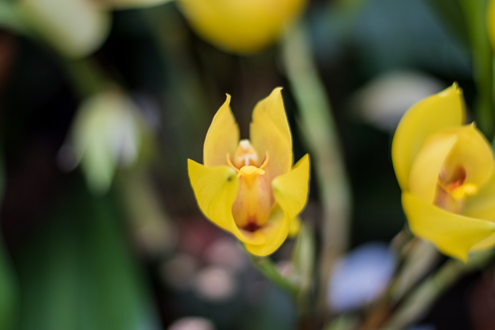 Canon EOS 80D + Canon EF 50mm F1.4 USM sample photo. Img photography