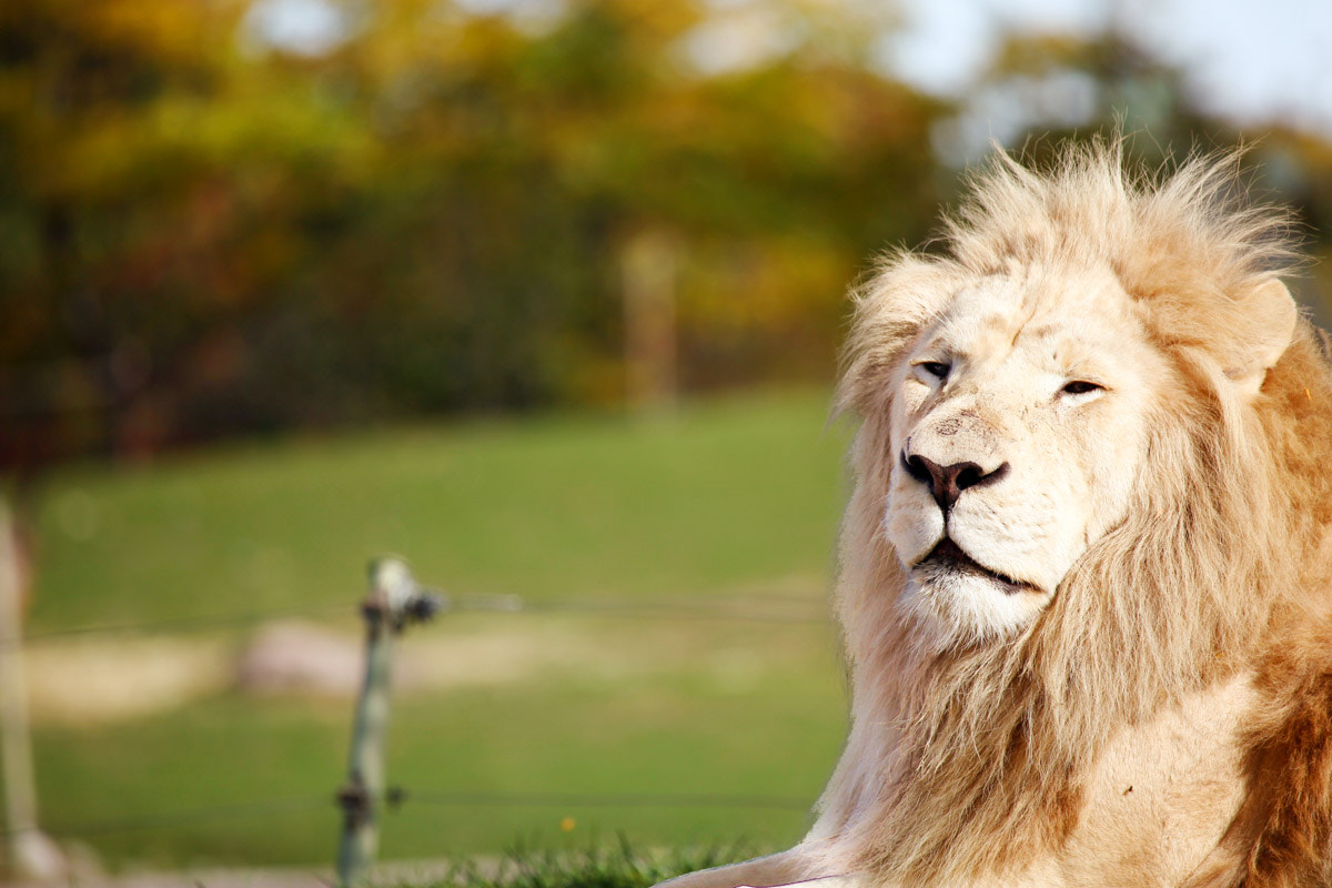 Canon EOS 5D Mark II sample photo. White lion photography