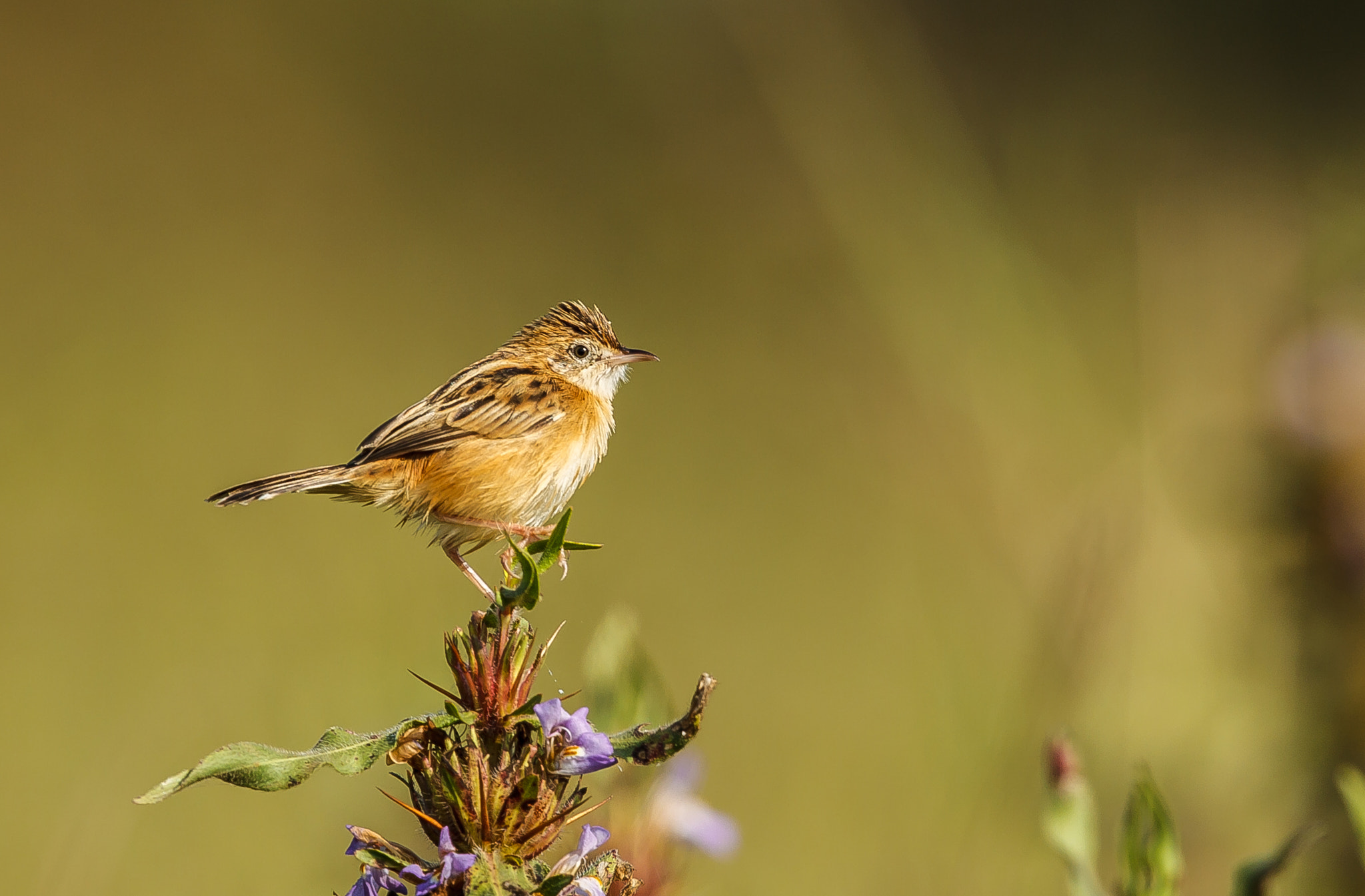Canon EF 500mm F4L IS II USM sample photo. On the lookout - zitting cisticola photography