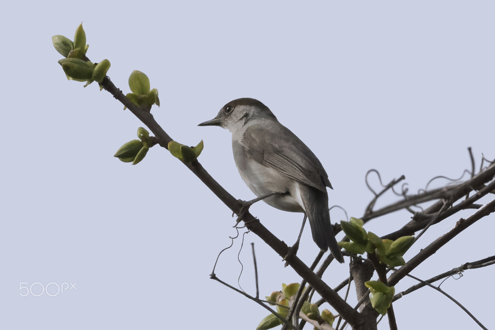 Nikon D810 sample photo. Blackcap/capinera/cудейская шапочка photography