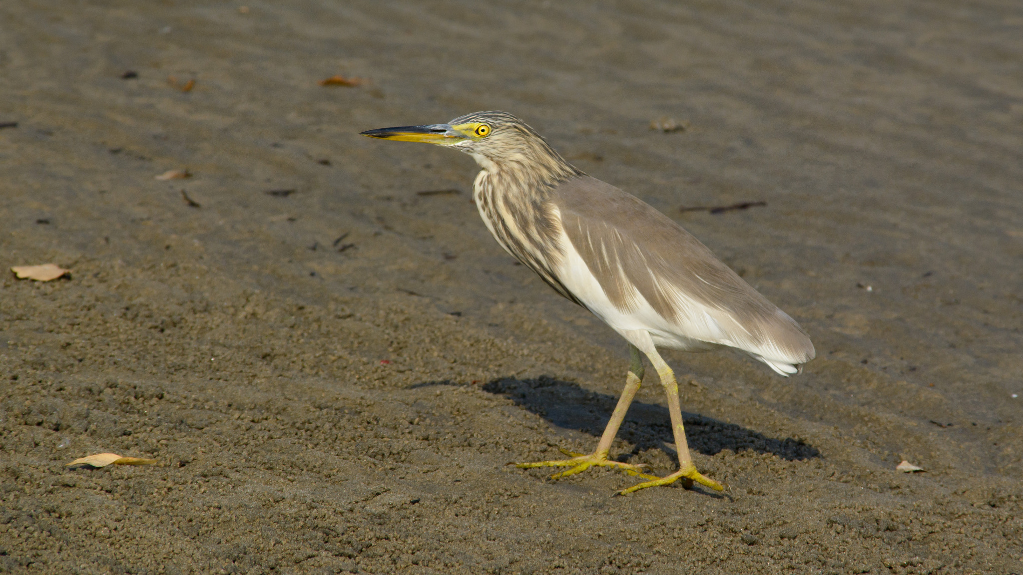 Sigma 28-300mm F3.5-6.3 DG Macro sample photo. Indian heron photography