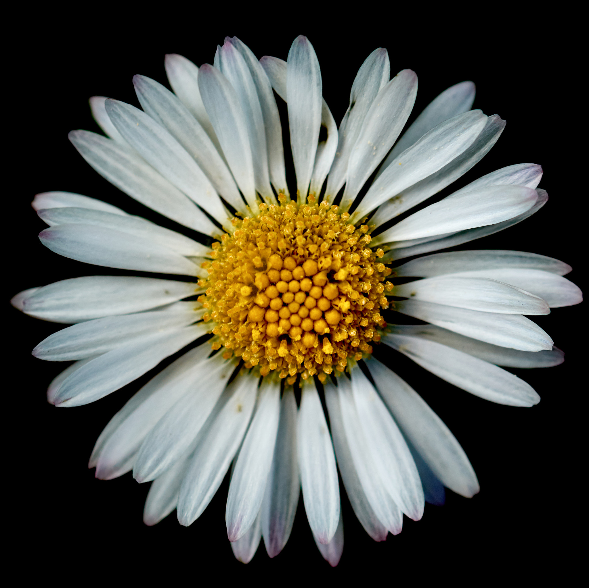 Sigma 105mm F2.8 EX DG OS HSM sample photo. Daisy photography