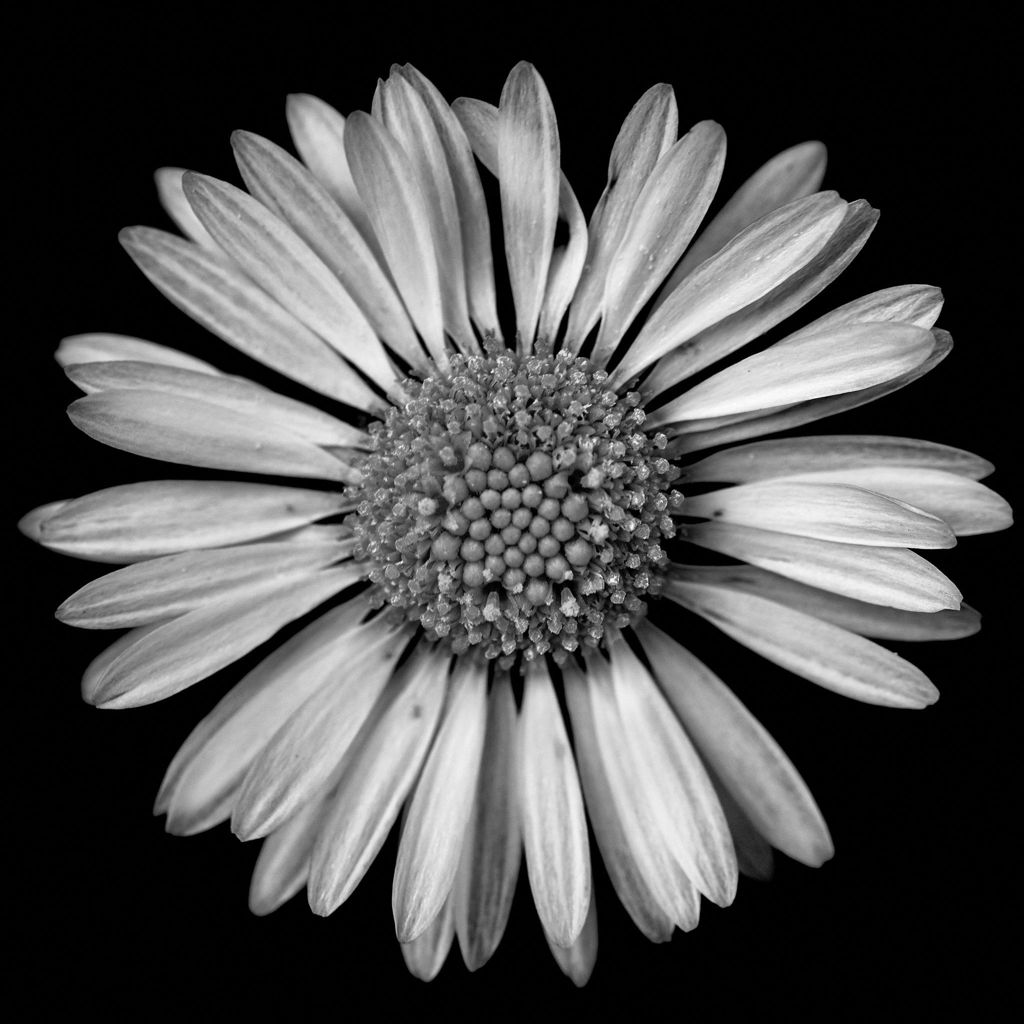 Sigma 105mm F2.8 EX DG OS HSM sample photo. Daisy photography