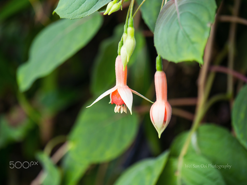 Panasonic Lumix DMC-GX7 sample photo. Summer garden 14 photography