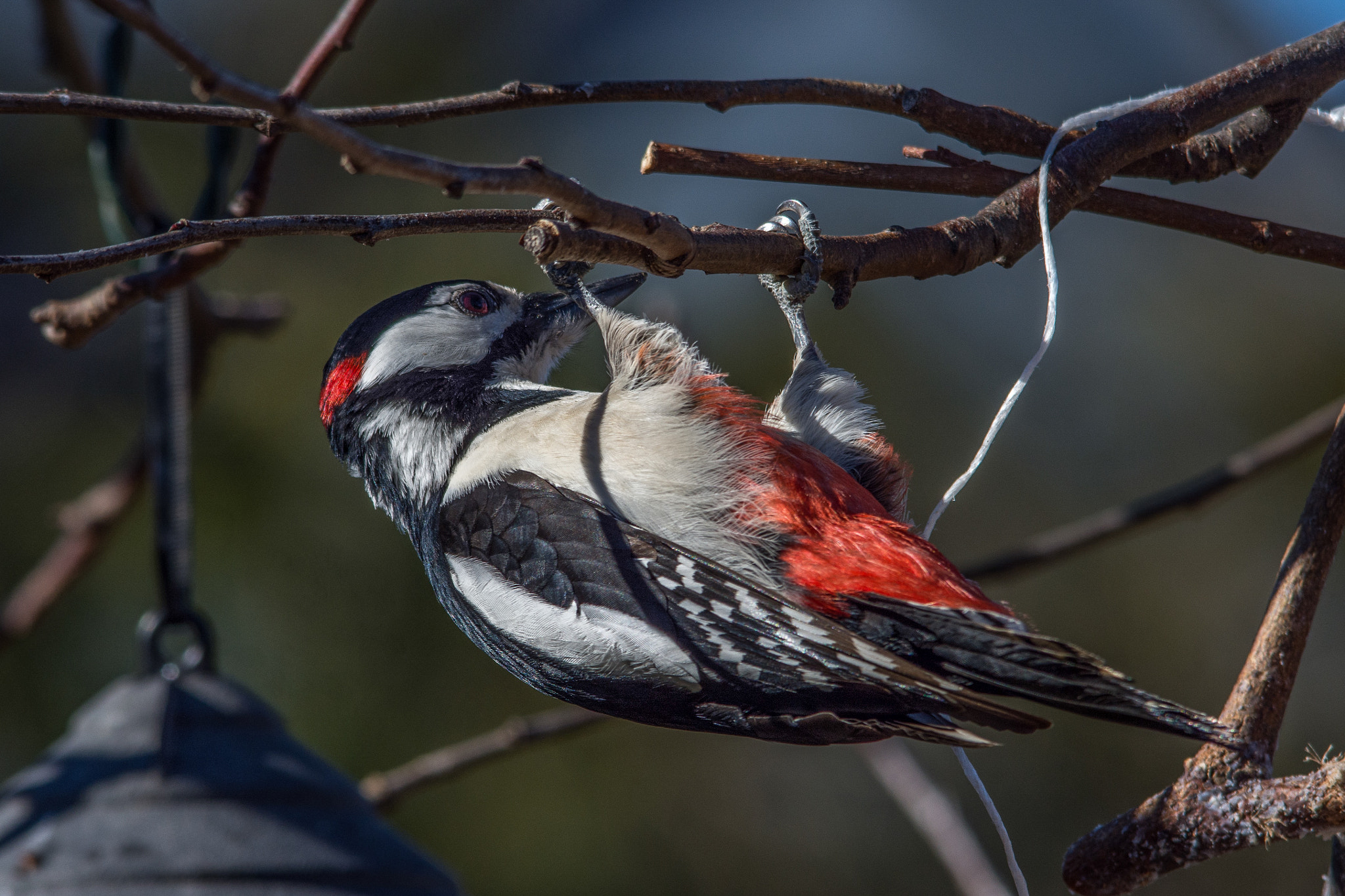 Sigma 150-500mm F5-6.3 DG OS HSM sample photo. Great spotted woodpecker photography