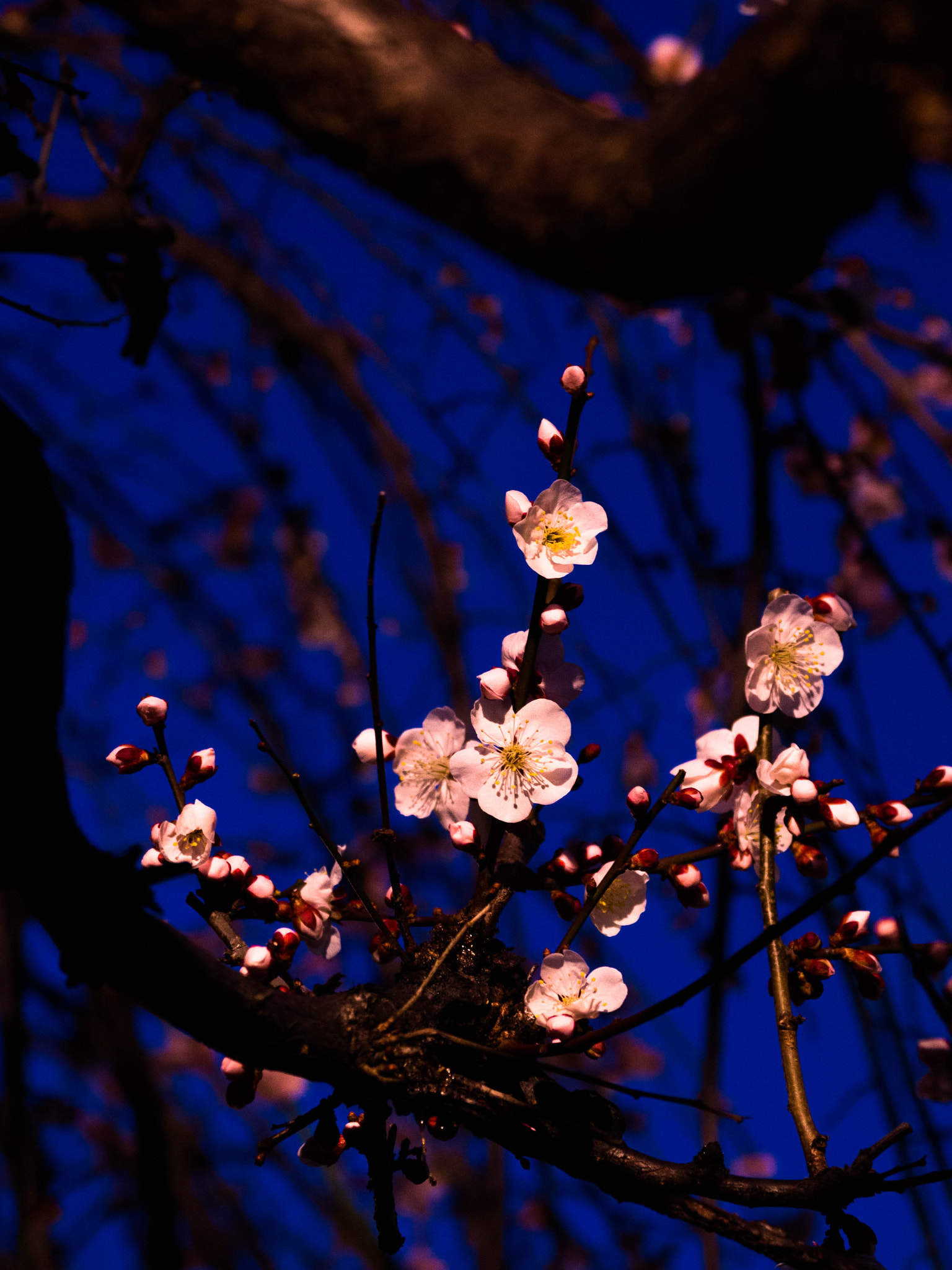 Olympus OM-D E-M10 + Olympus M.Zuiko Digital ED 12-100mm F4.0 IS Pro sample photo. Night japanese apricot photography