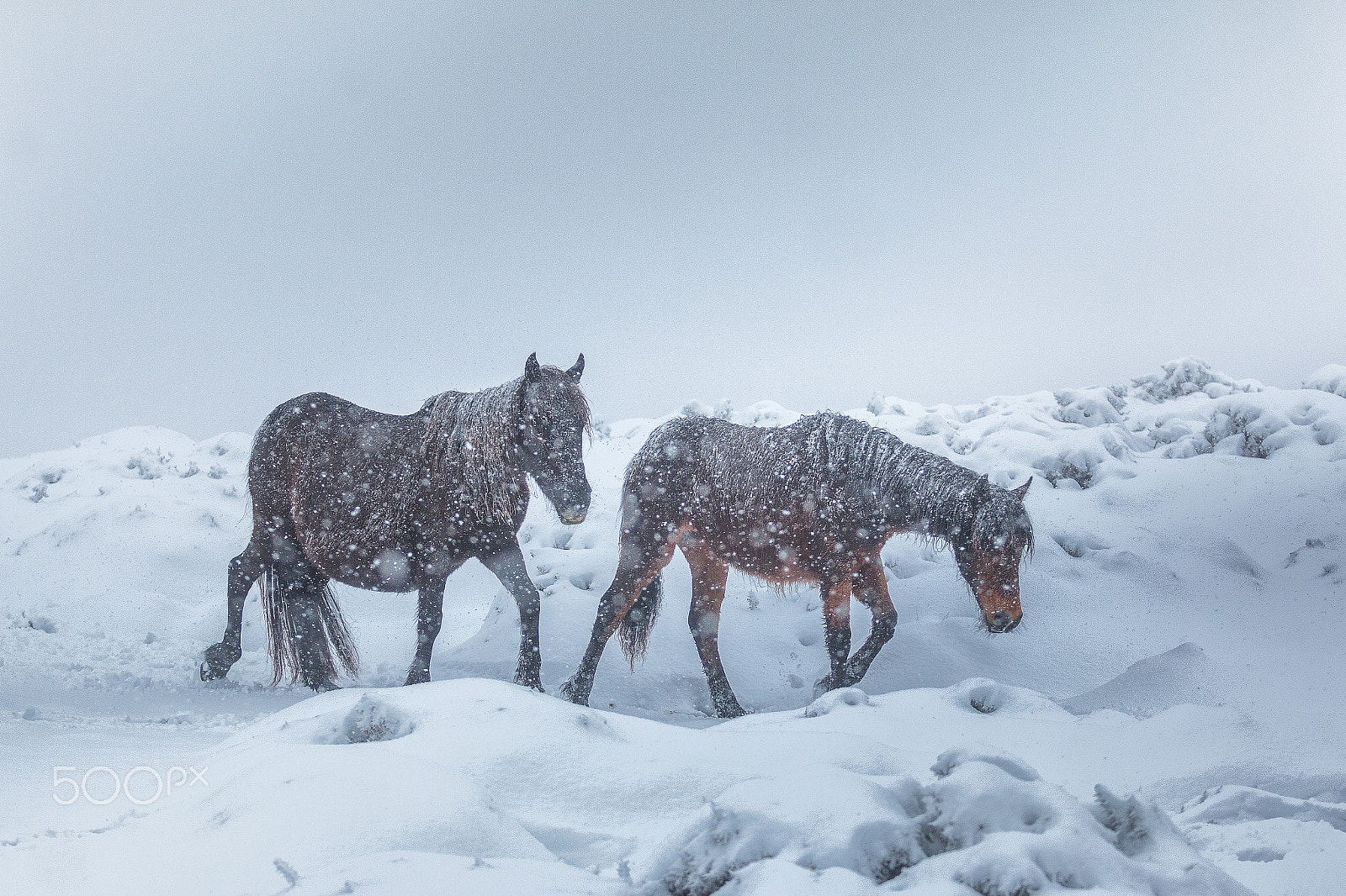Canon EOS 70D + Canon EF 70-200mm F4L USM sample photo. In the middle of the snowfall photography