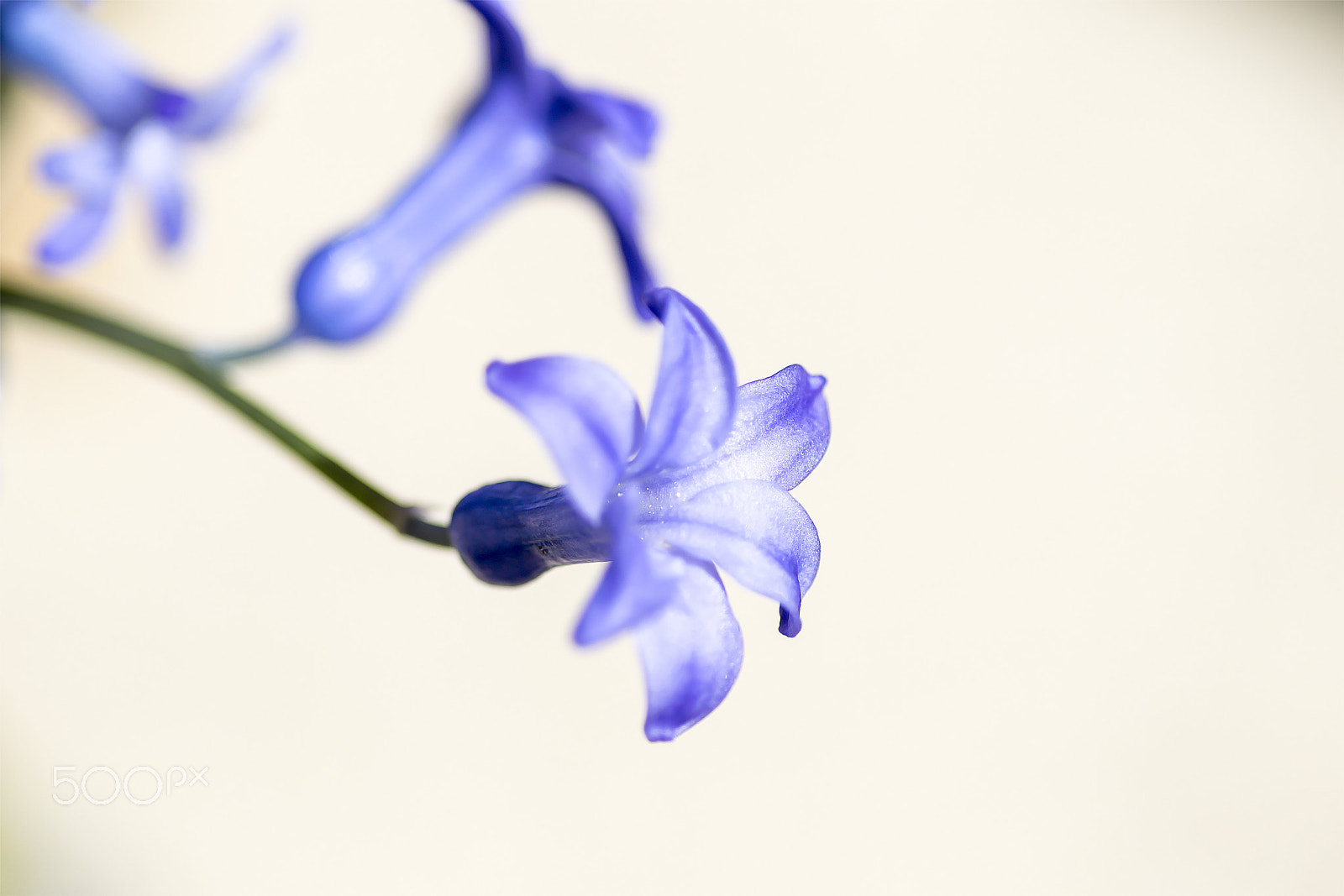 Nikon D3300 sample photo. Purple hyacinth photography