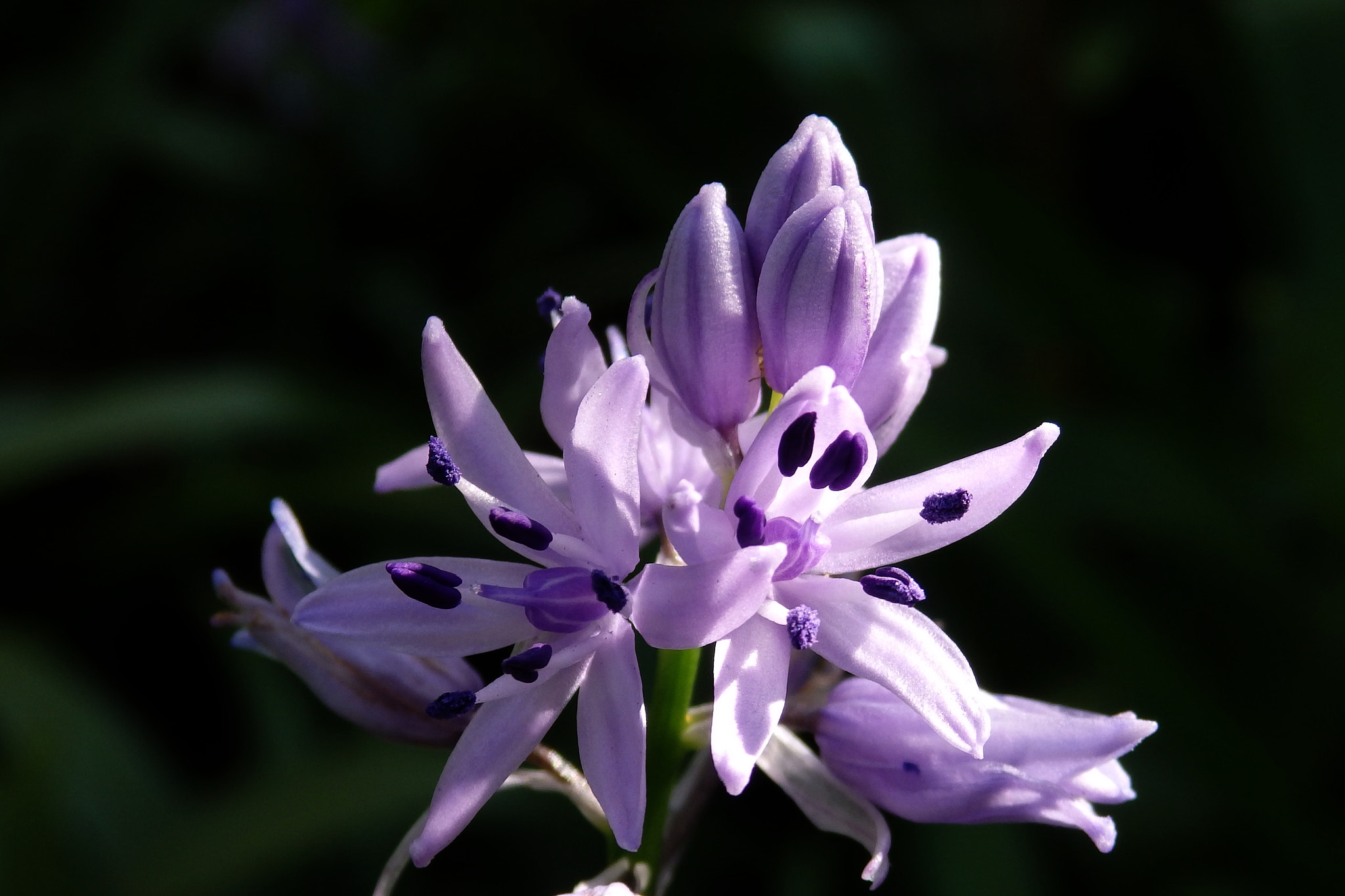 Olympus SZ-17 sample photo. Flores silvestres del bosque photography