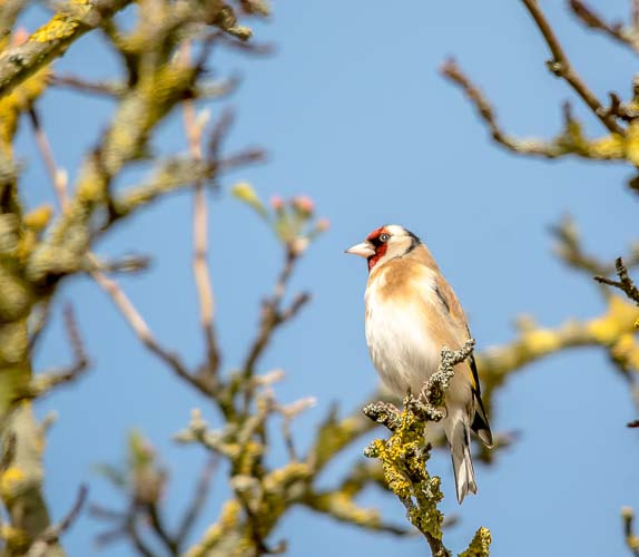 Nikon D7100 + Sigma 150-500mm F5-6.3 DG OS HSM sample photo. Chardonneret élégant. photography