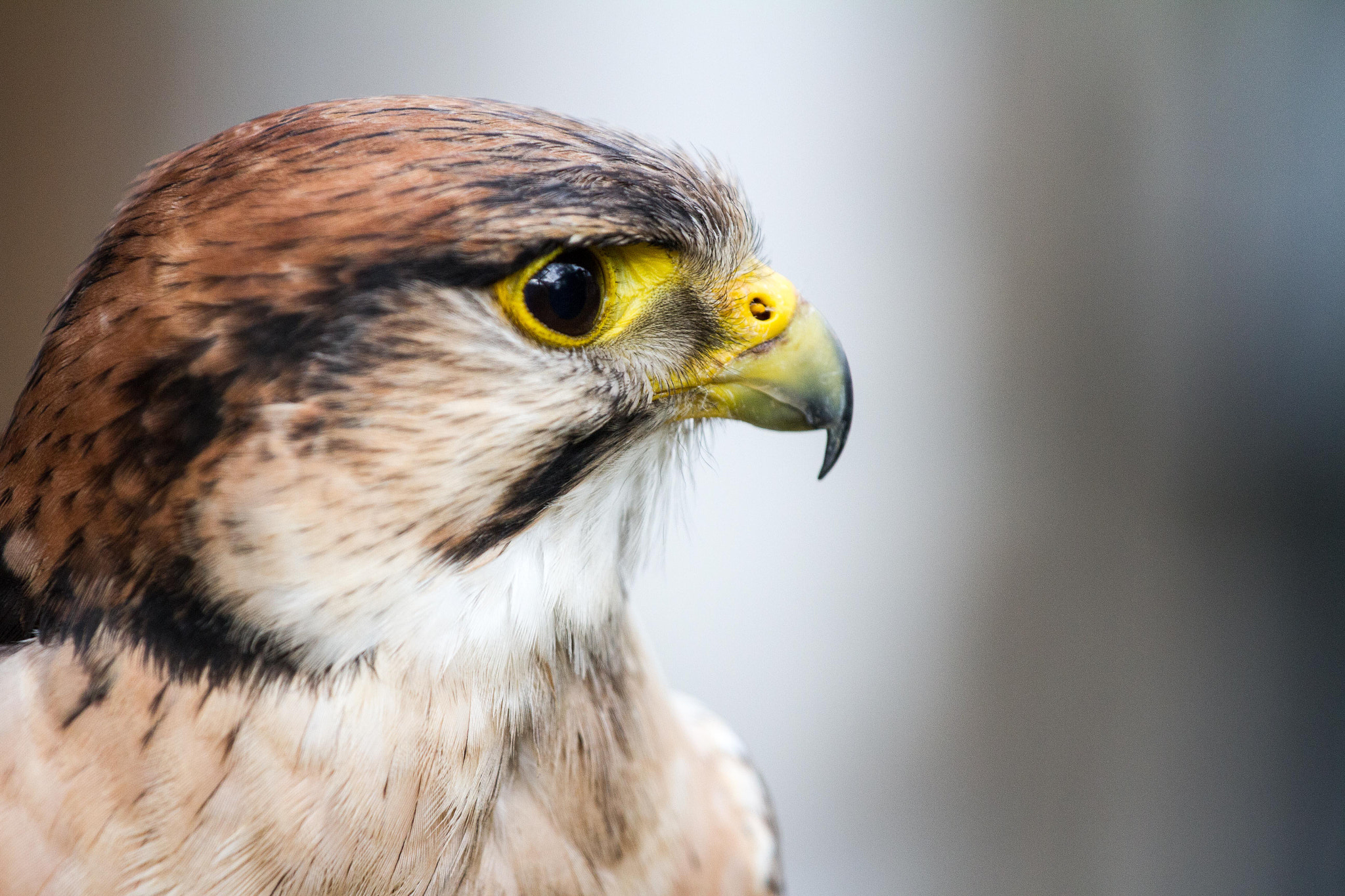 Canon EOS 7D + Canon EF 70-200mm F4L USM sample photo. Falcon eye photography