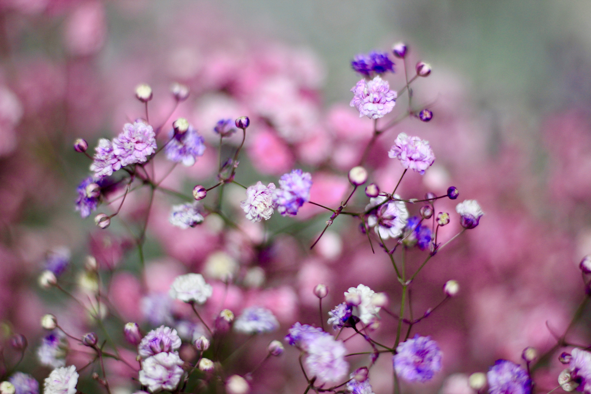 Canon EOS 550D (EOS Rebel T2i / EOS Kiss X4) + Canon EF 50mm F1.8 STM sample photo. 满天星 photography
