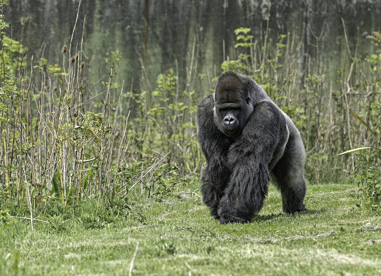 Nikon D5 + Nikon AF-S Nikkor 70-200mm F2.8G ED VR II sample photo. Gorilla series photography