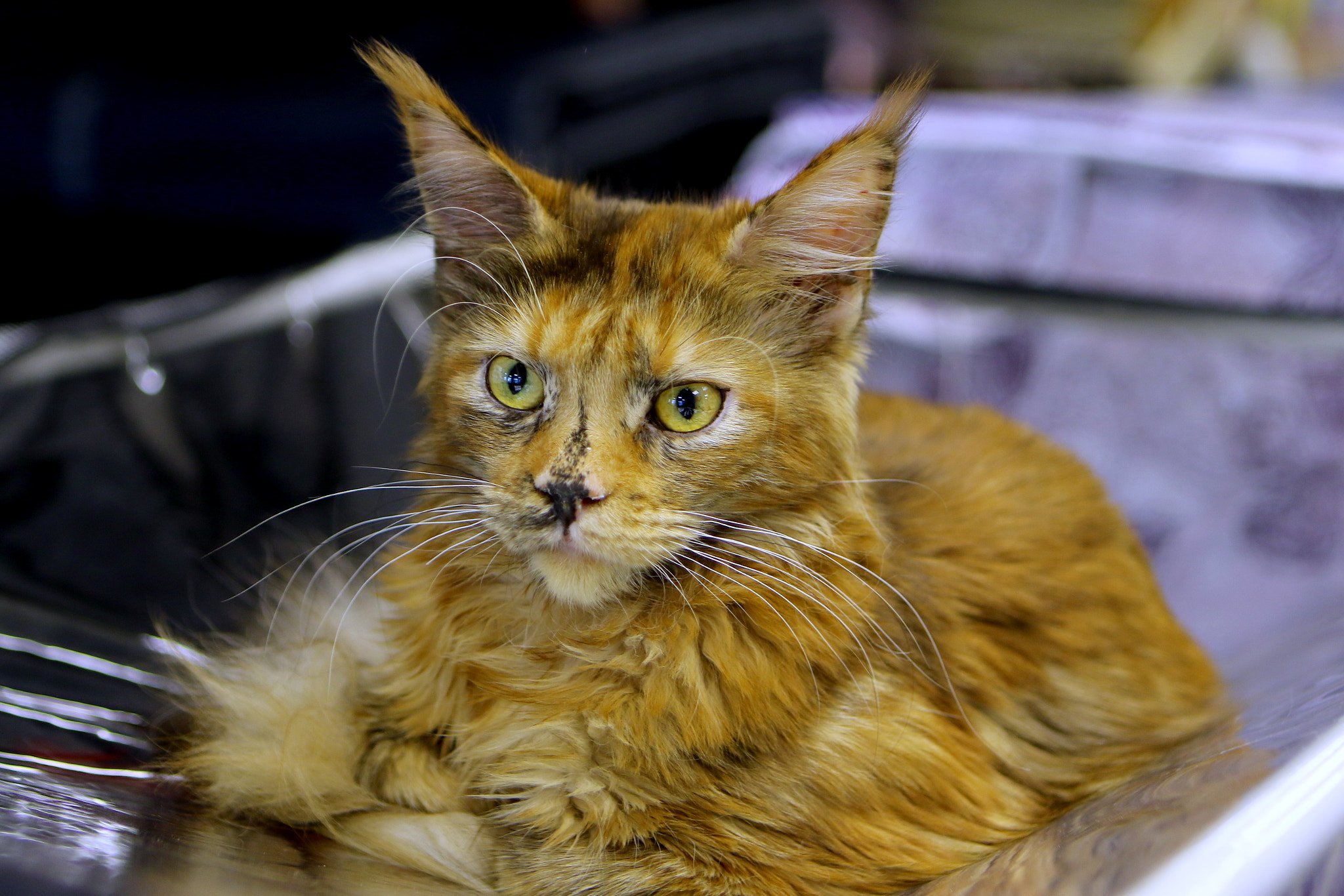 Canon EF 24-70mm F2.8L USM sample photo. Cat maine coon photography