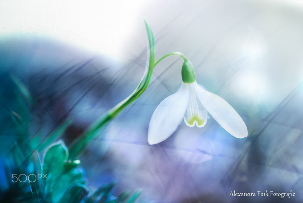 Nikon AF-S Micro-Nikkor 105mm F2.8G IF-ED VR sample photo. Schneeglöckchen photography