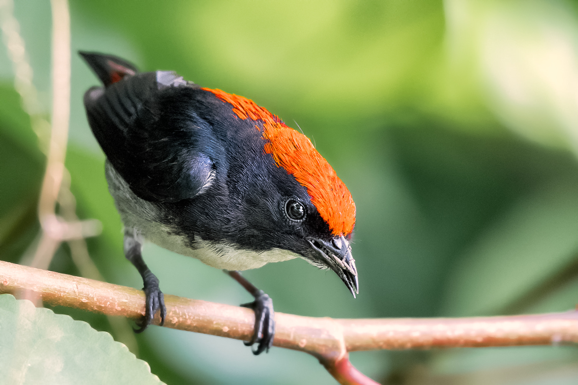 Nikon D500 + Nikon AF-S Nikkor 400mm F2.8E FL ED VR sample photo. Scarlet-backed flowerpecker @ cg photography