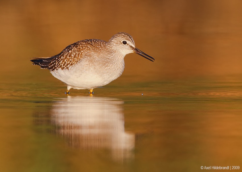 Canon EOS-1D Mark III sample photo. Lesser yellowlegs at first light photography