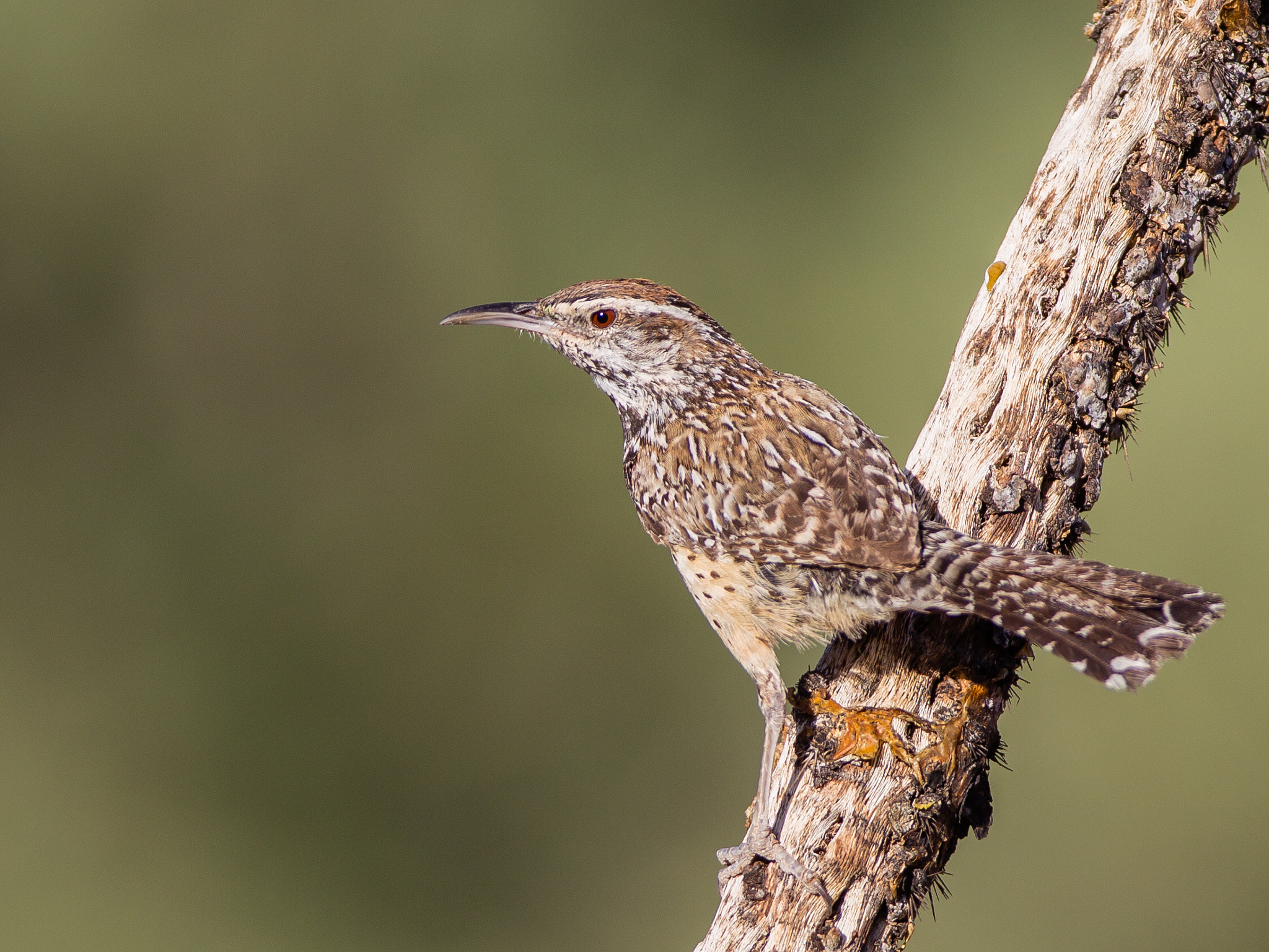 Canon EOS-1D Mark IV sample photo. Cactus wren photography