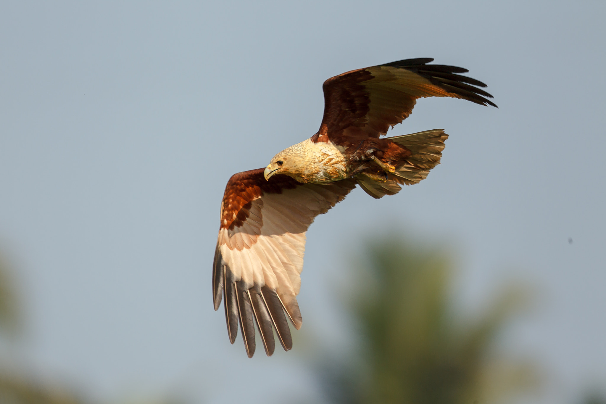 Canon EF 500mm F4L IS II USM sample photo. Brahminy kite beginning a dive photography