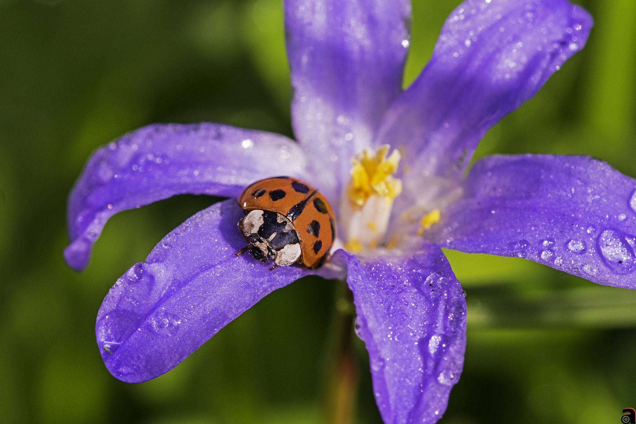 Sigma 105mm F2.8 EX DG OS HSM sample photo